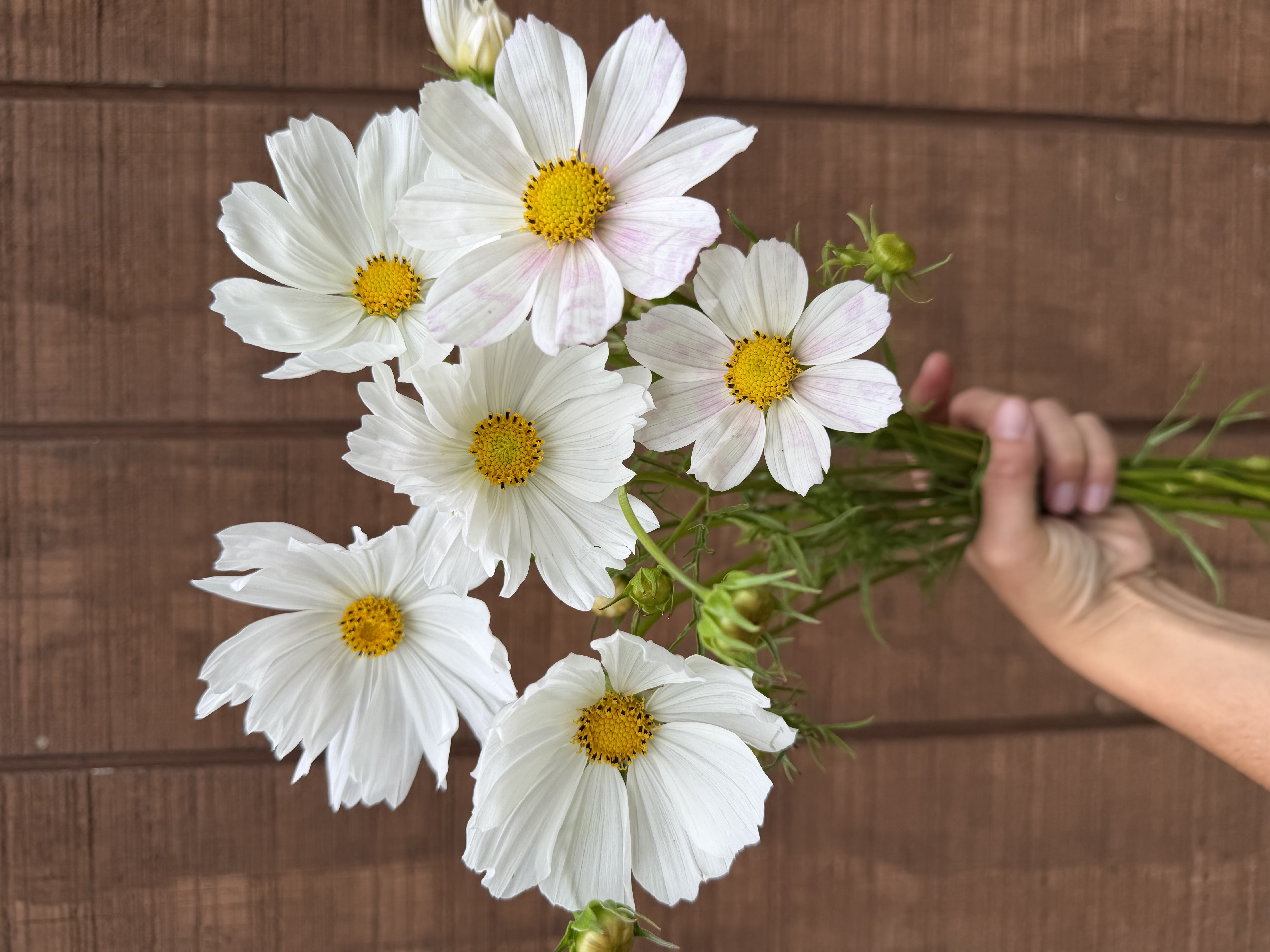 COSMOS