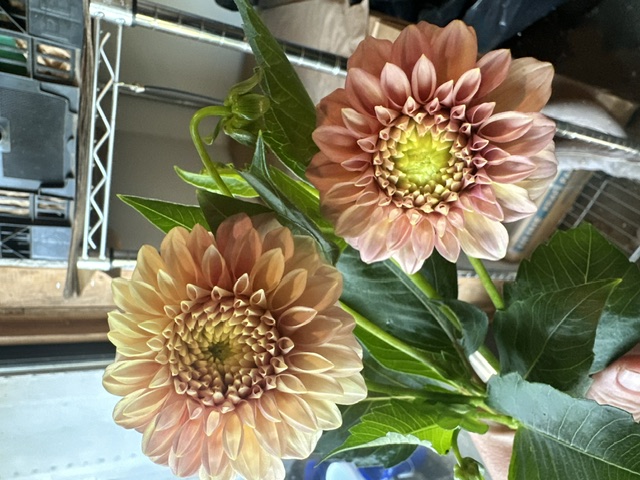 DAHLIA Rock Run Ashley