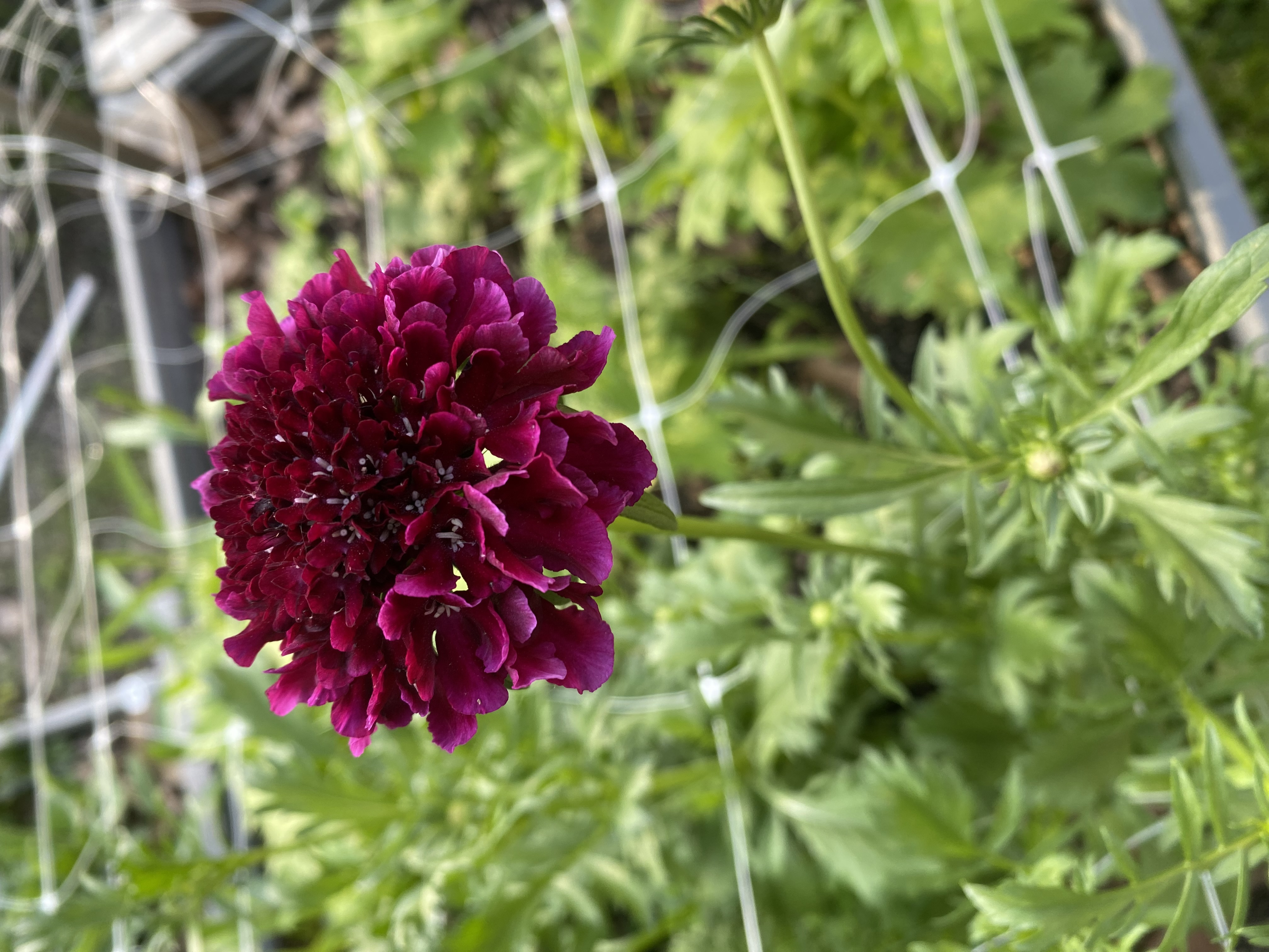 SCABIOSA atropurpurea x caucasica Scoop Red Velvet