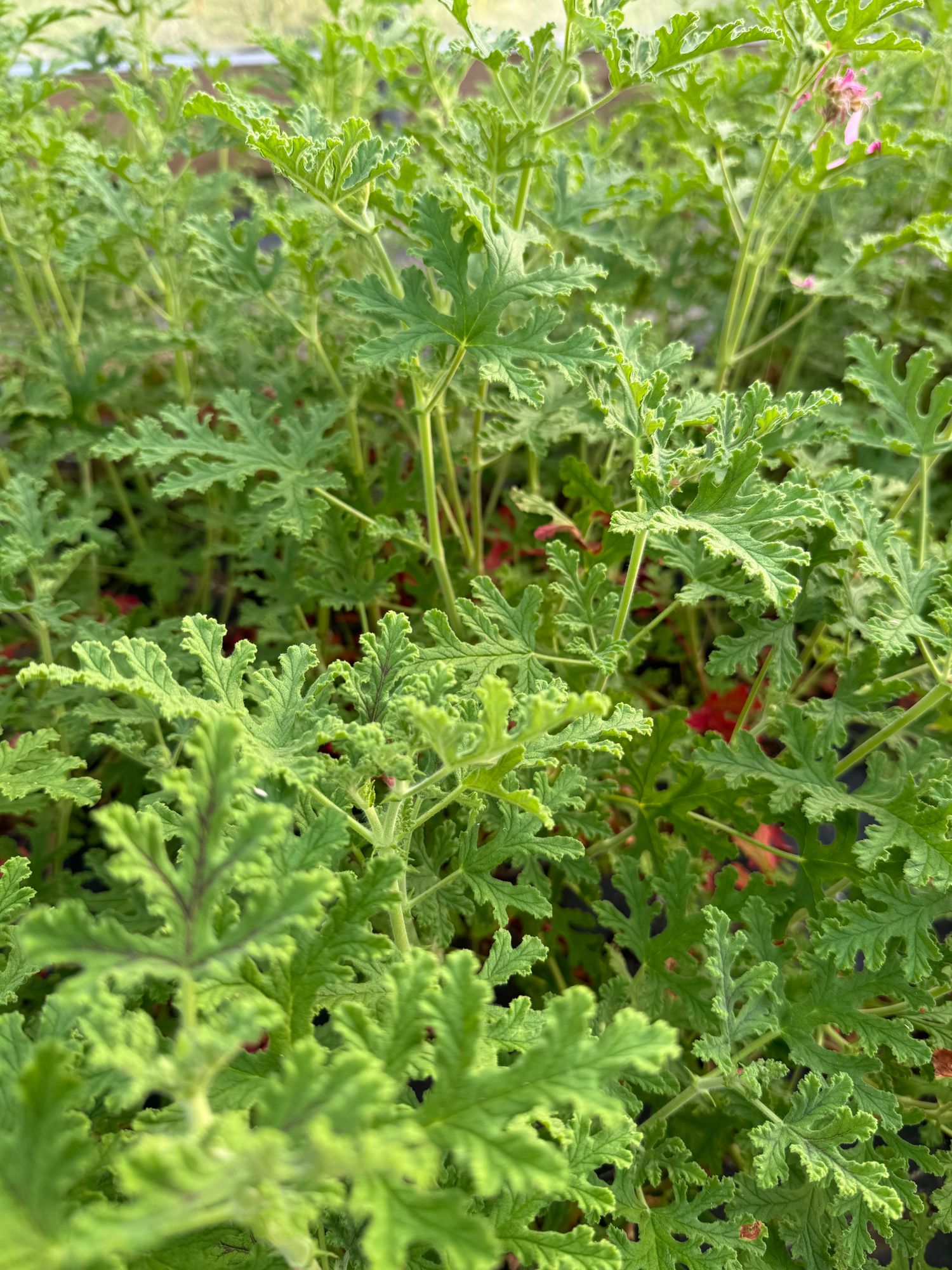 PELARGONIUM crispum