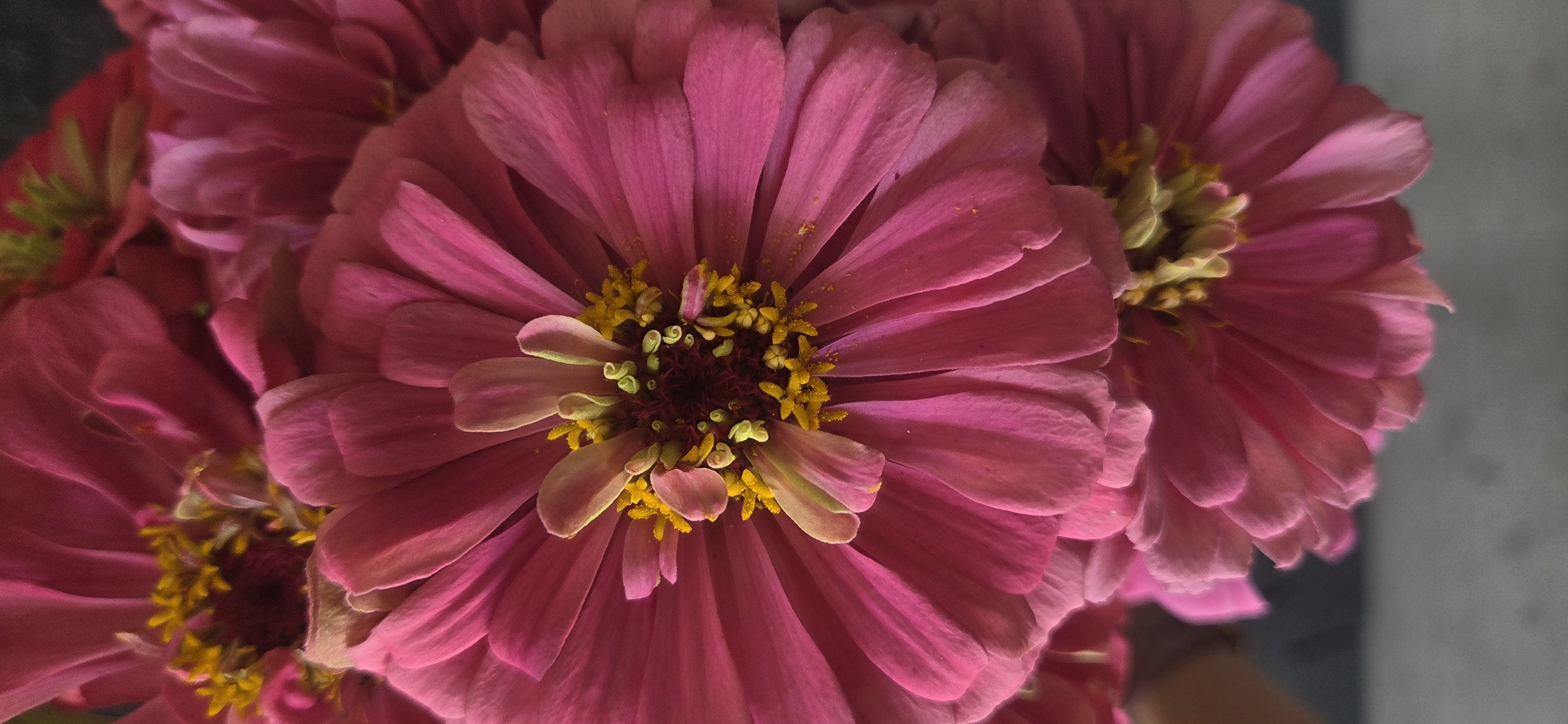 ZINNIA elegans Benary's Giant Bright Pink