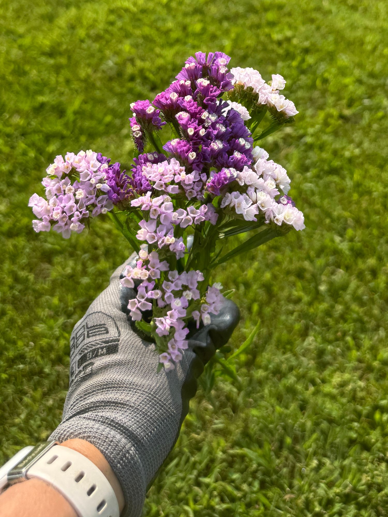 LIMONIUM sinuatum QIS
