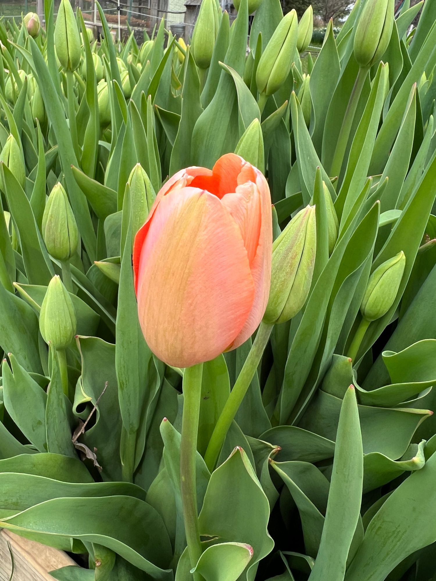 TULIPA Menton