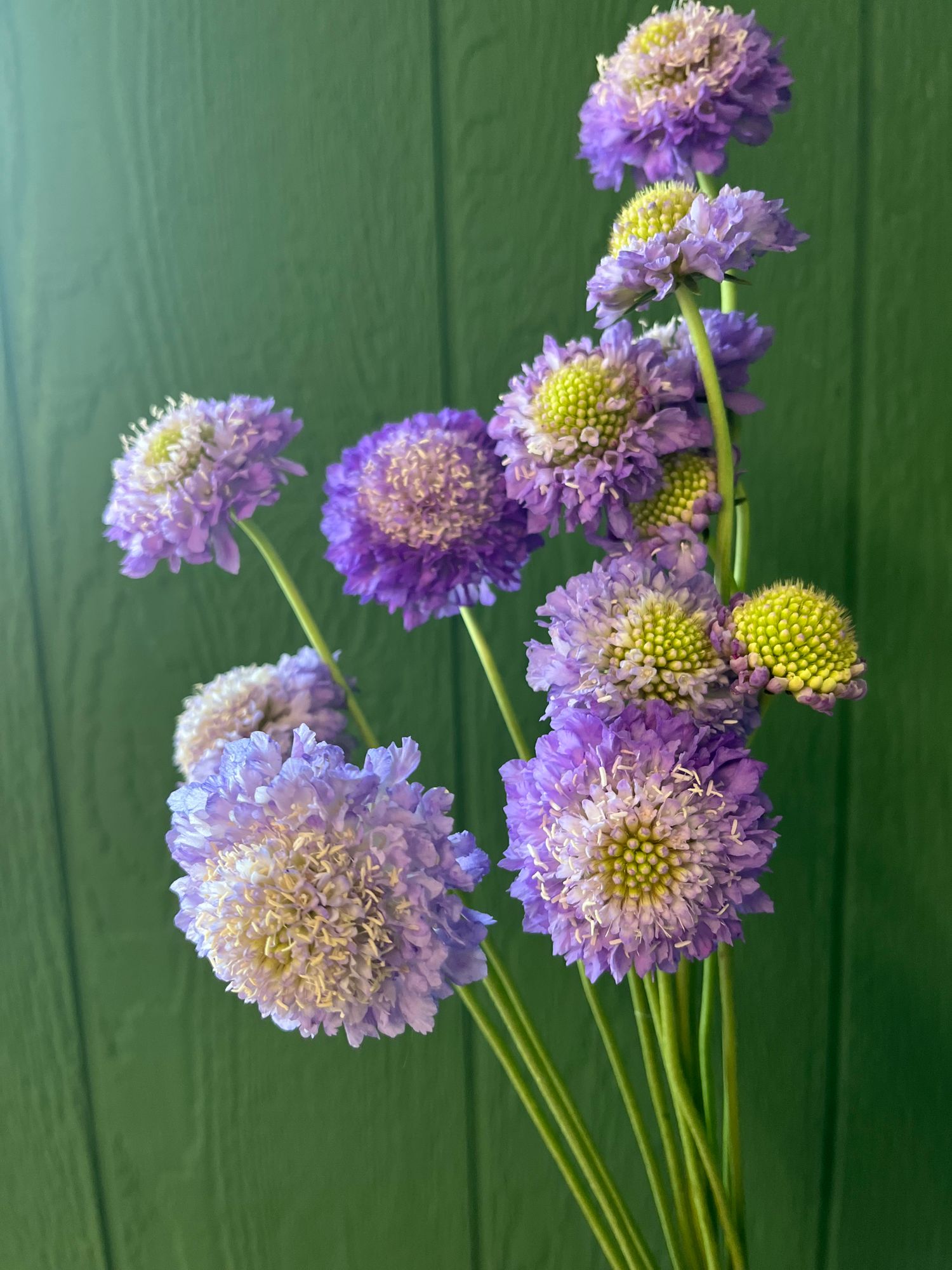 SCABIOSA atropurpurea x caucasica Bon Bon Scoop