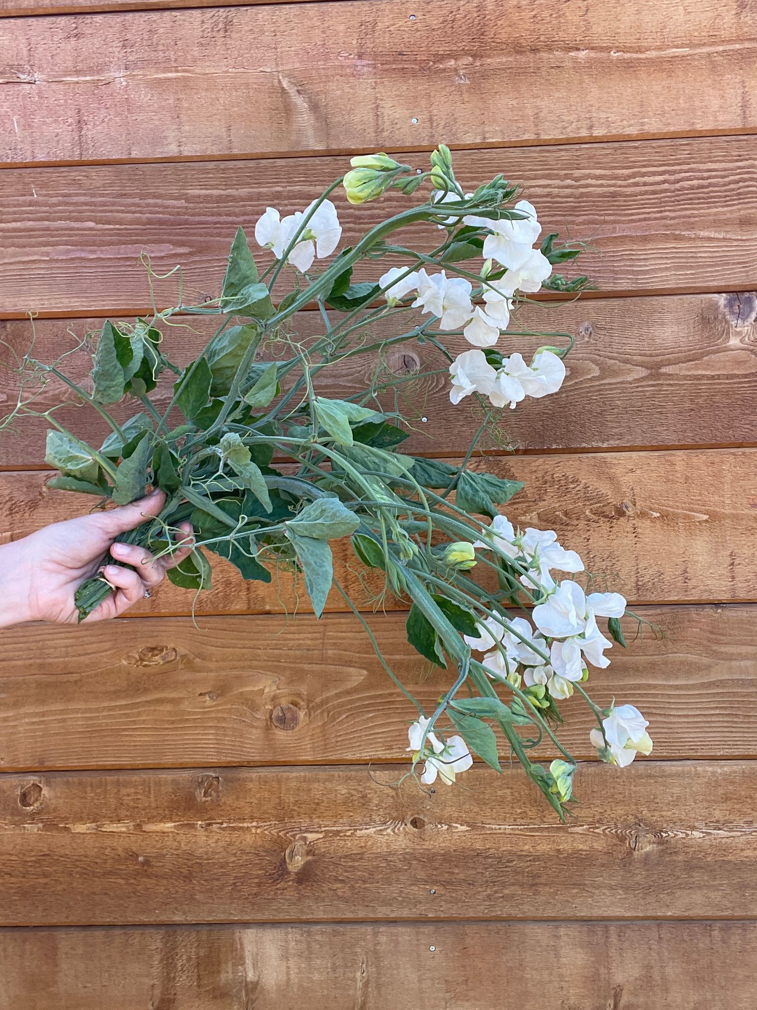 LATHYRUS odoratus Royal Wedding