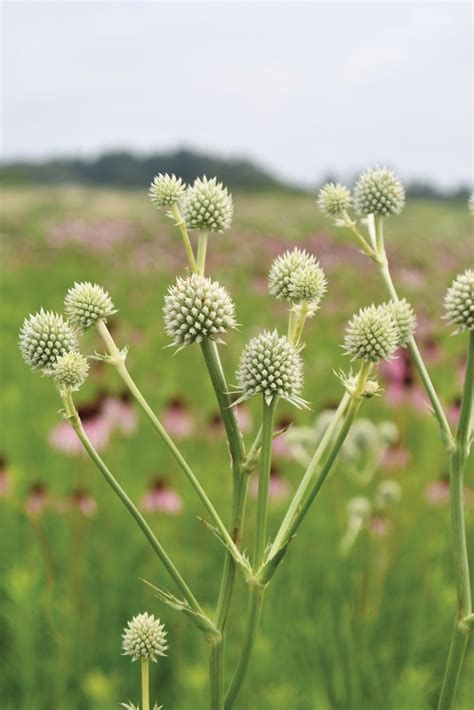 ERYNGIUM yuccifolium