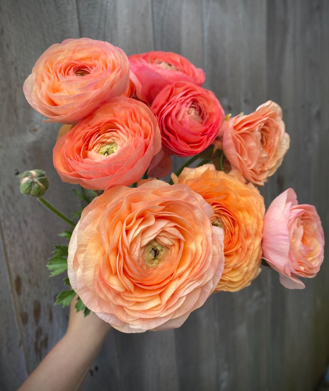 RANUNCULUS