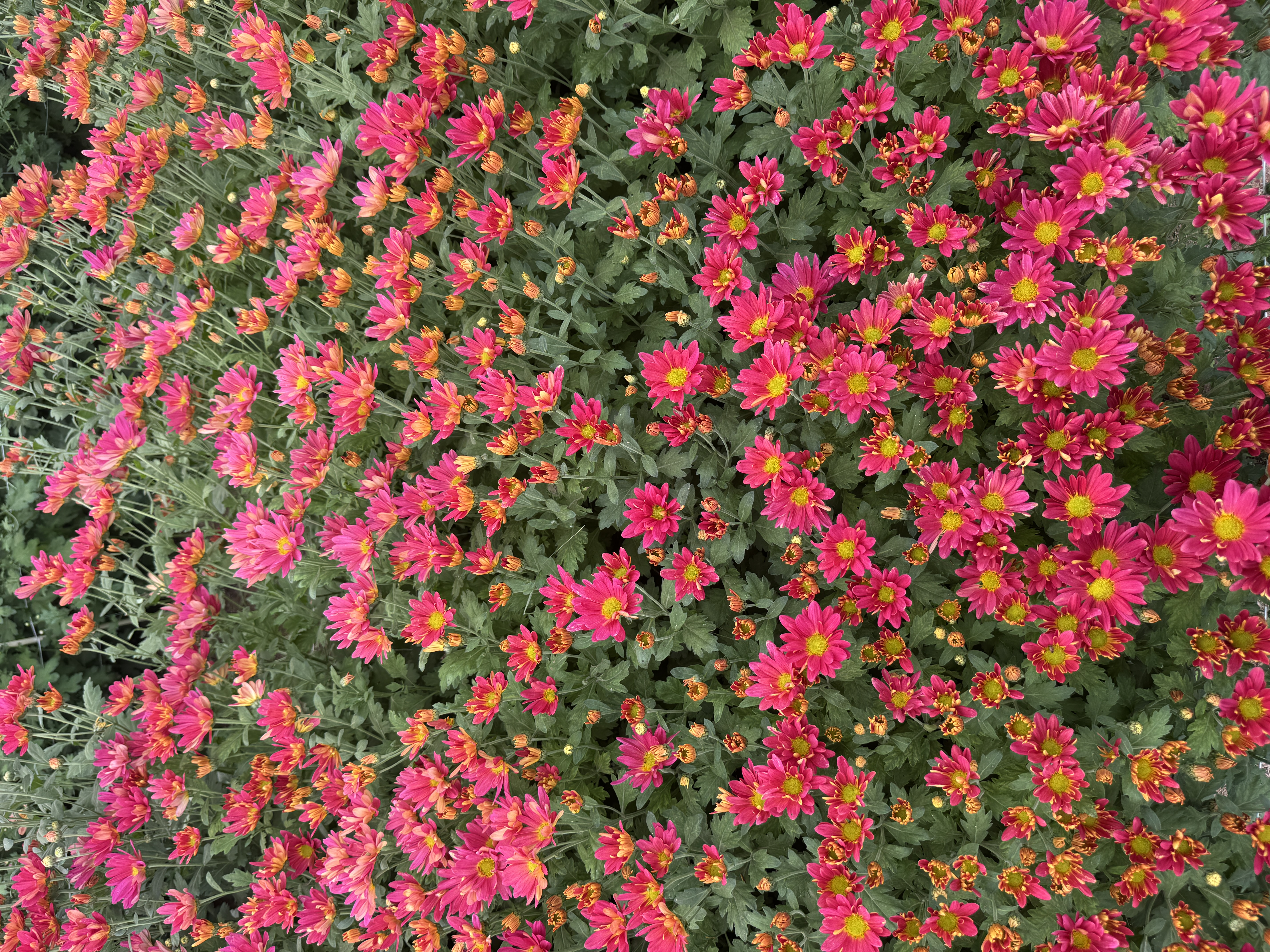 CHRYSANTHEMUM indicum Hilo Mango