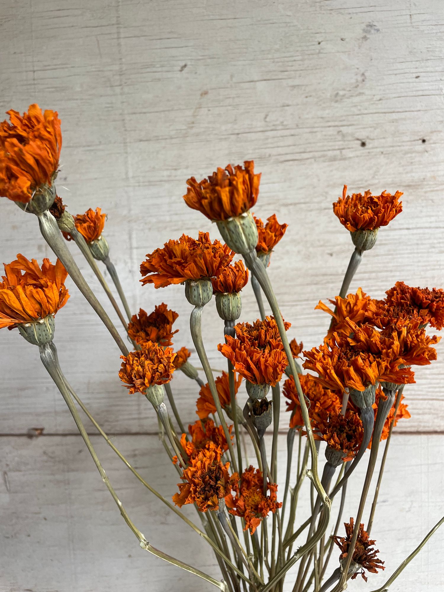 TAGETES erecta