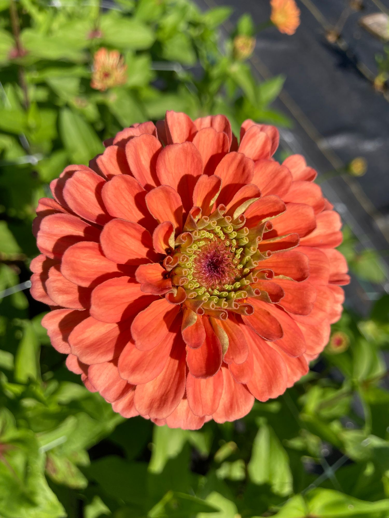 ZINNIA elegans Benarys Giant Salmon Rose