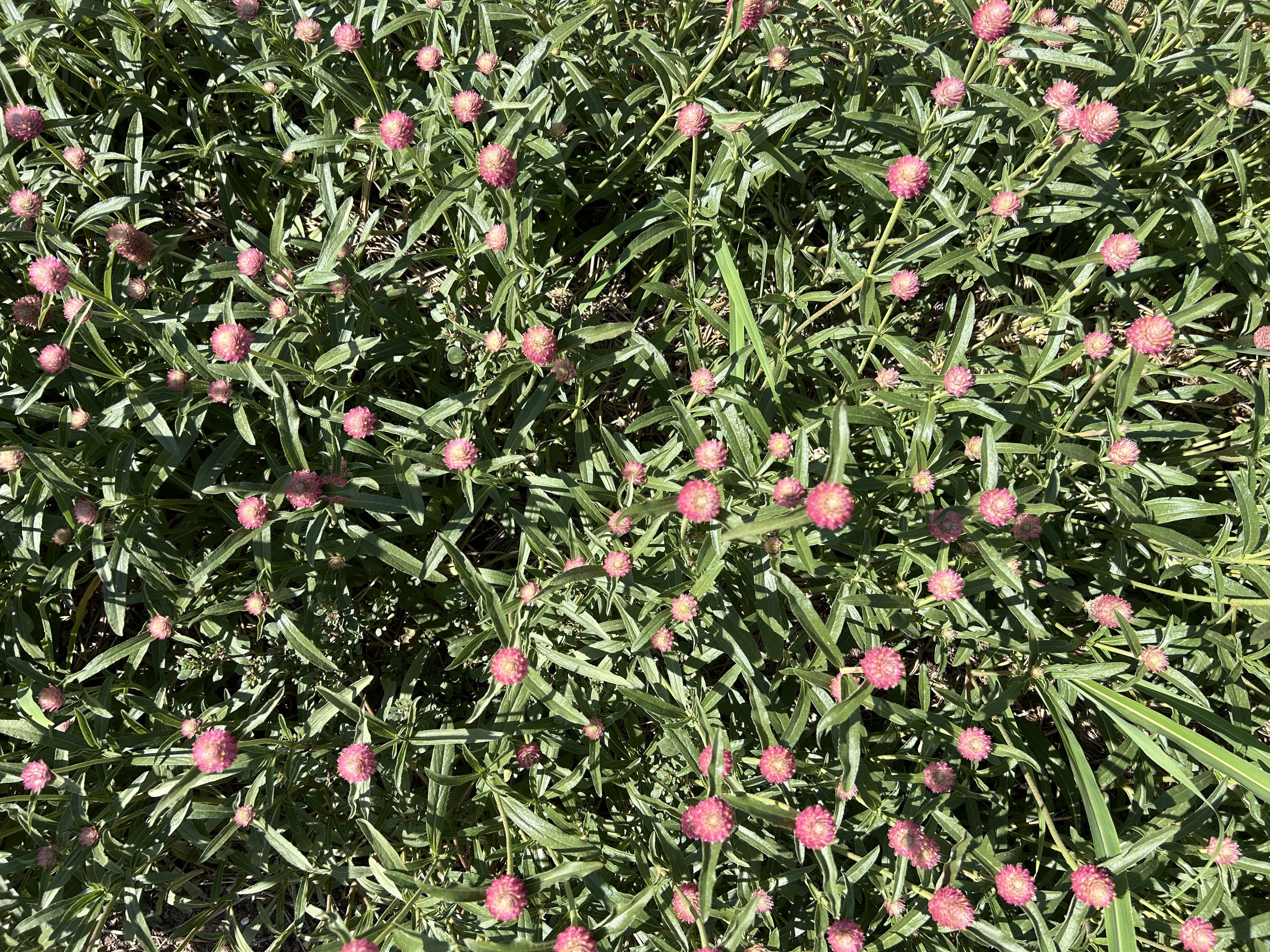 GOMPHRENA haageana Sequin
