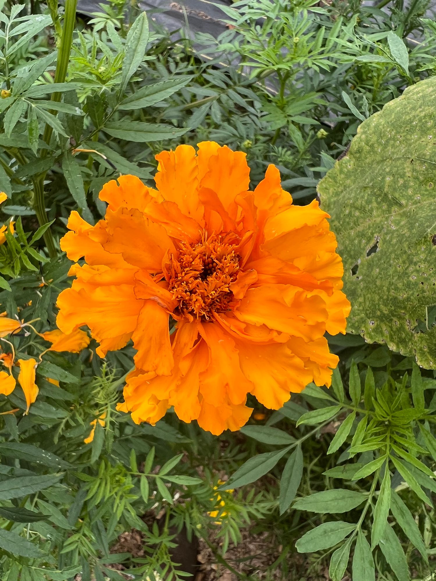 TAGETES erecta Giant Yellow