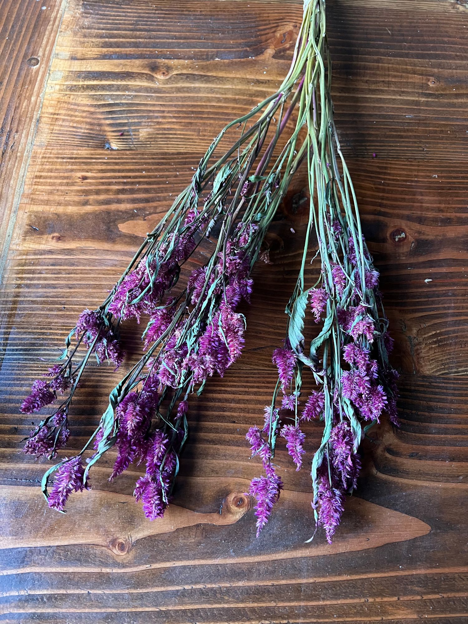 CELOSIA argentea spicata