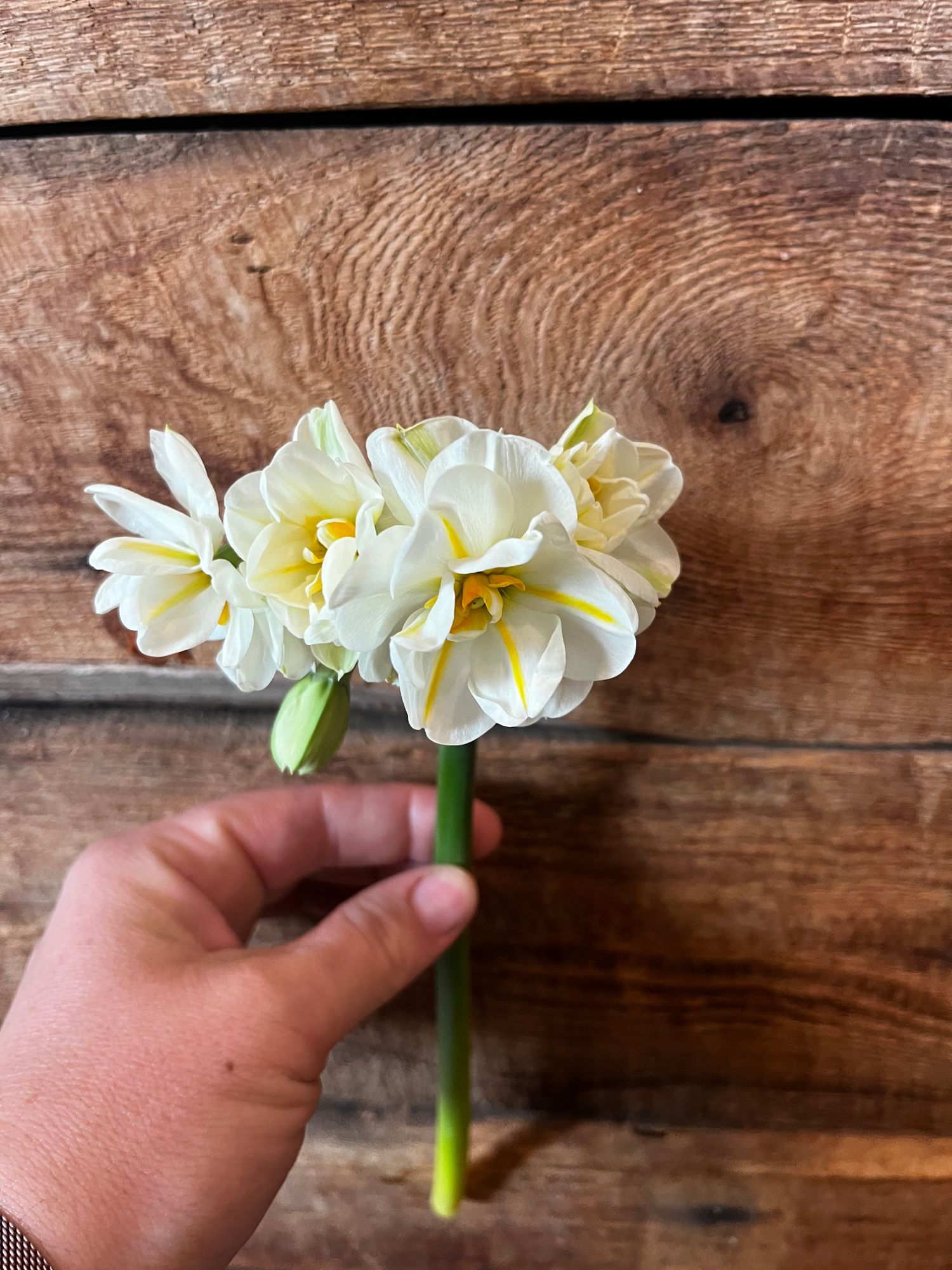NARCISSUS Sir Winston Churchill
