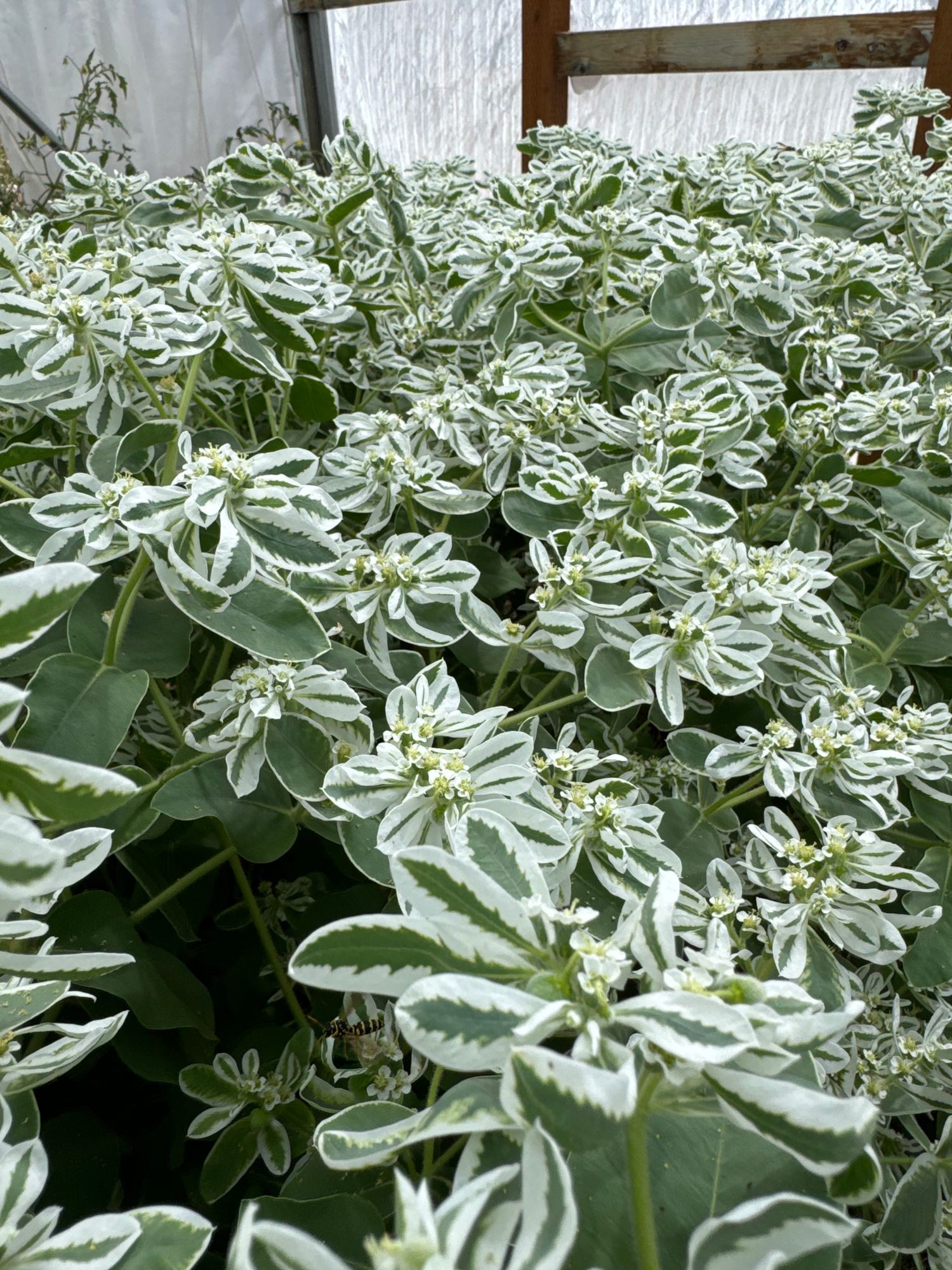 EUPHORBIA characias