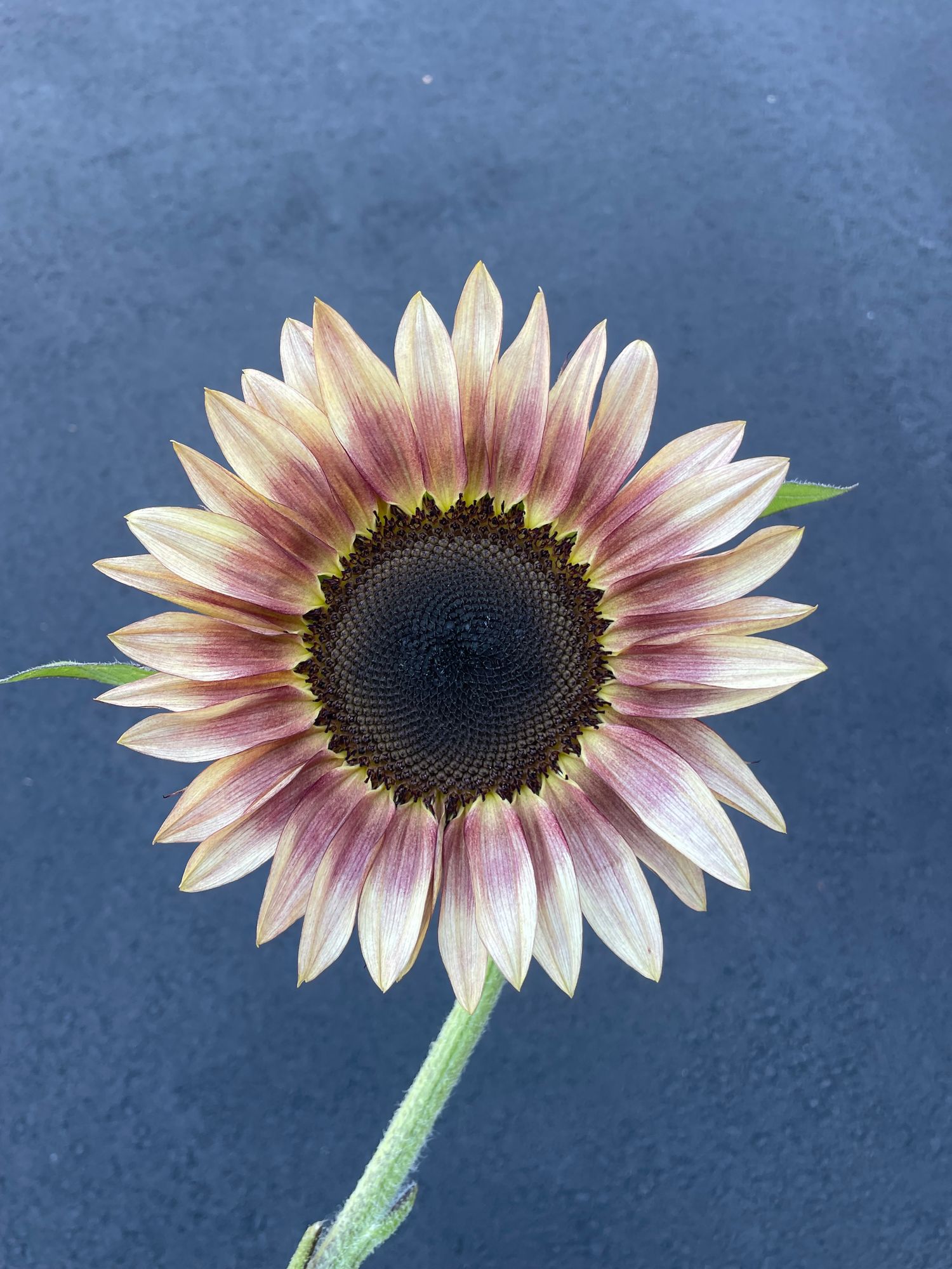 HELIANTHUS annuus ProCut Bi-color