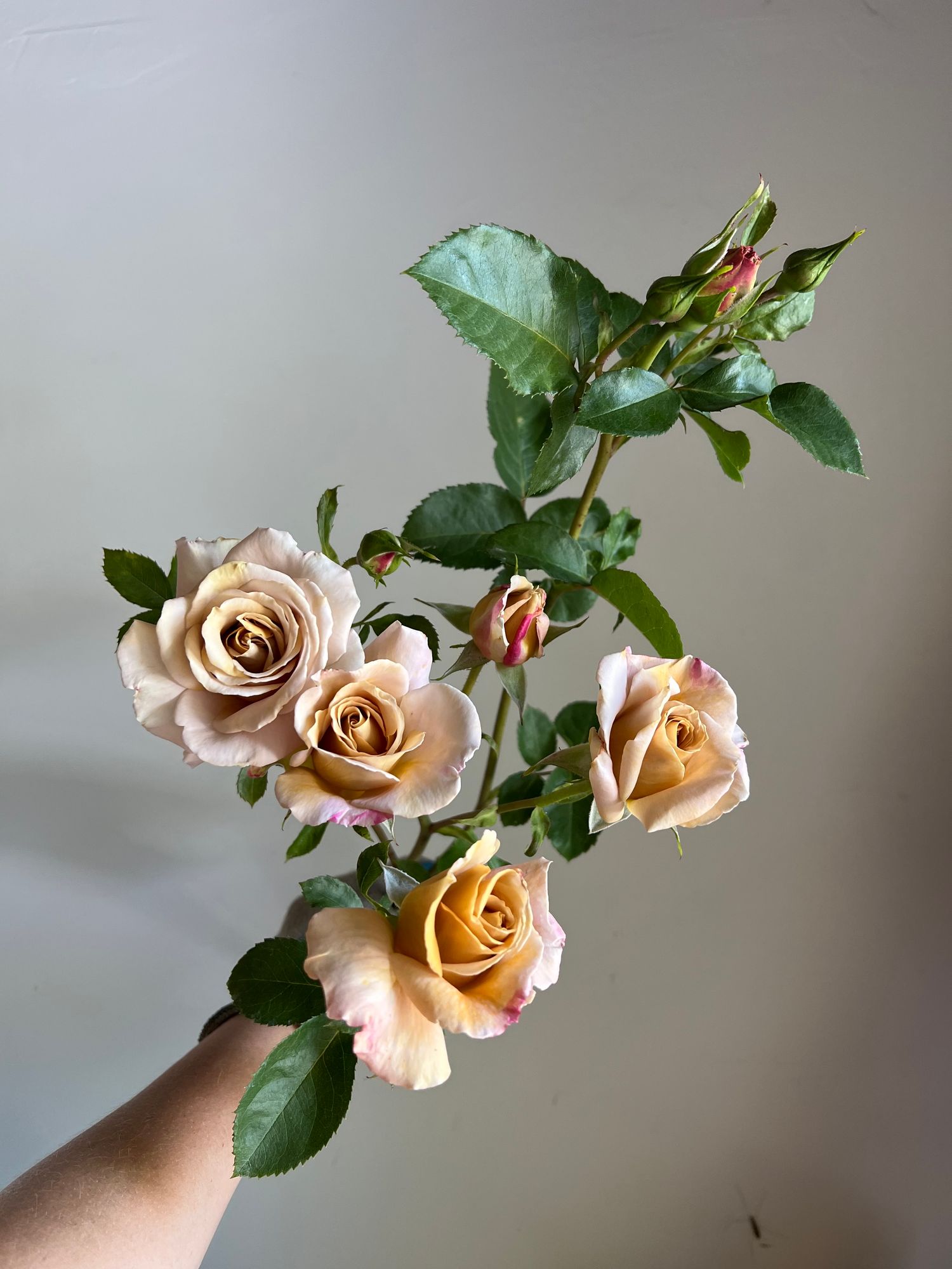 ROSA hybrida Honey Dijon
