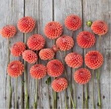 Dahlia, Cornel Bronze