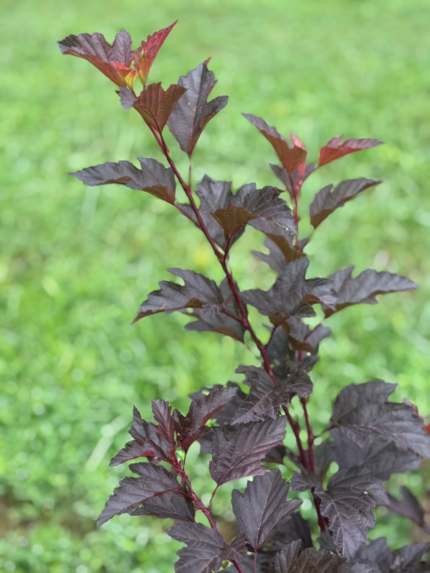 PHYSOCARPUS opulifolius Ginger Wine