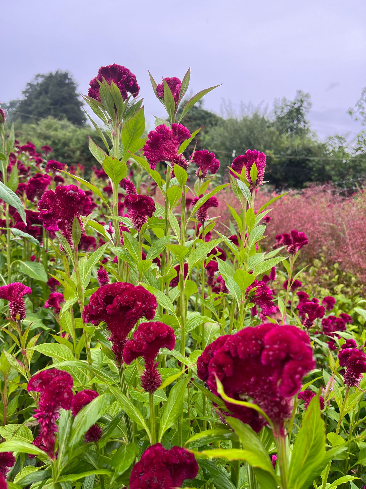CELOSIA argentea var. cristata Cramer's Burgundy