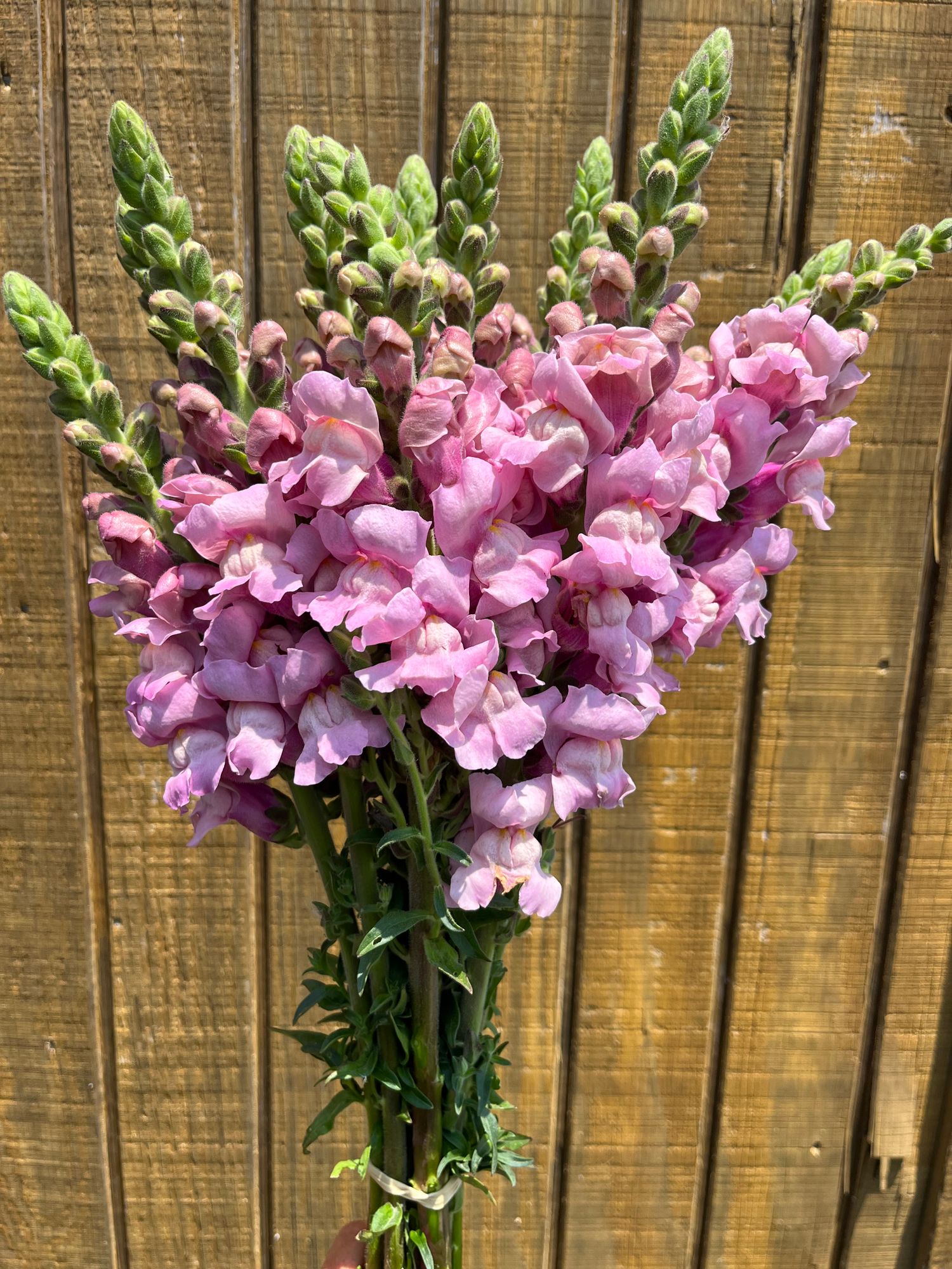 ANTIRRHINUM majus Potomac Lavender
