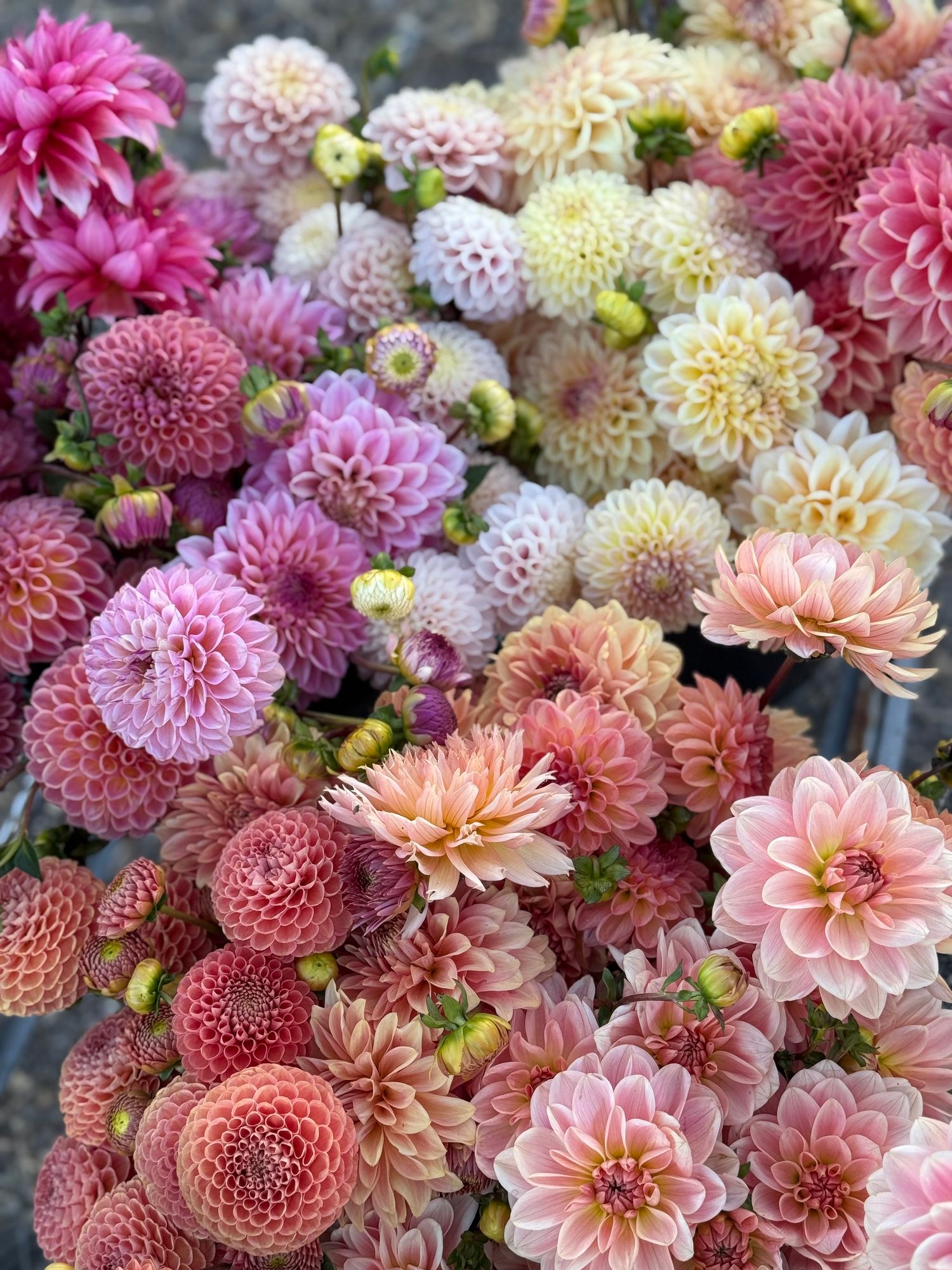 Mixed Dahlia Bucket--Custom Palette--TUESDAY PICK UP