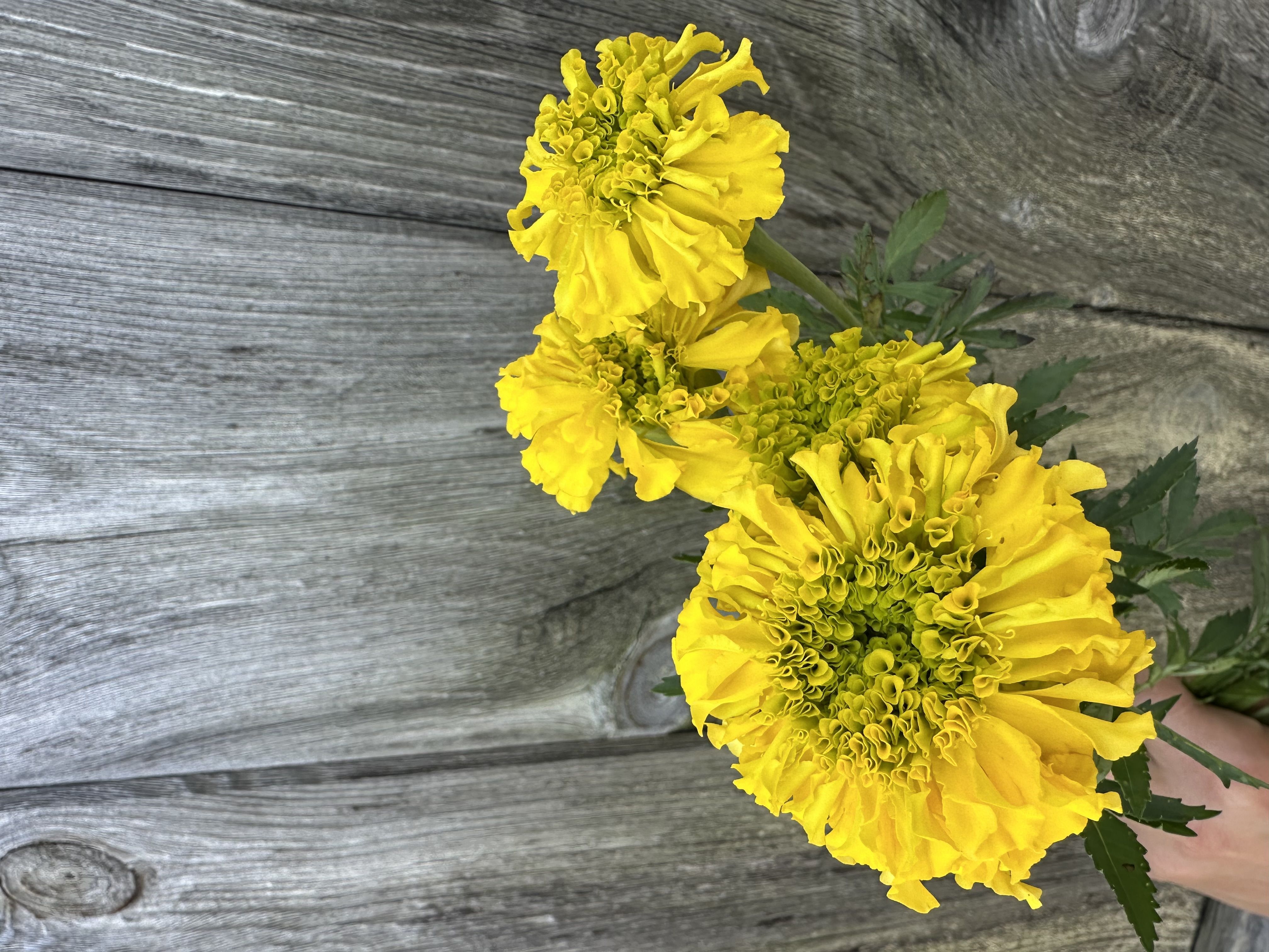 TAGETES erecta Coco Yellow
