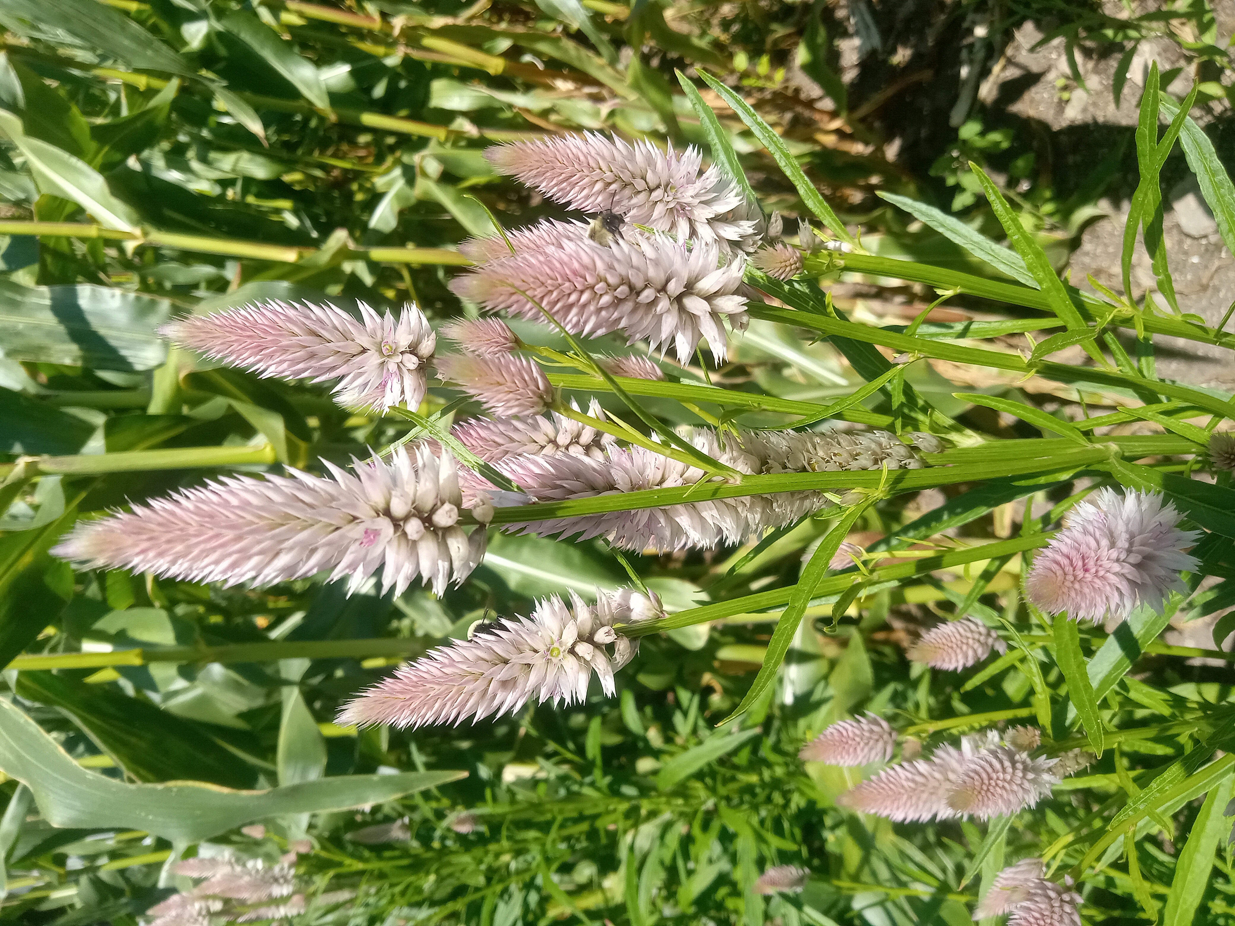 CELOSIA argentea spicata Flamingo Feather