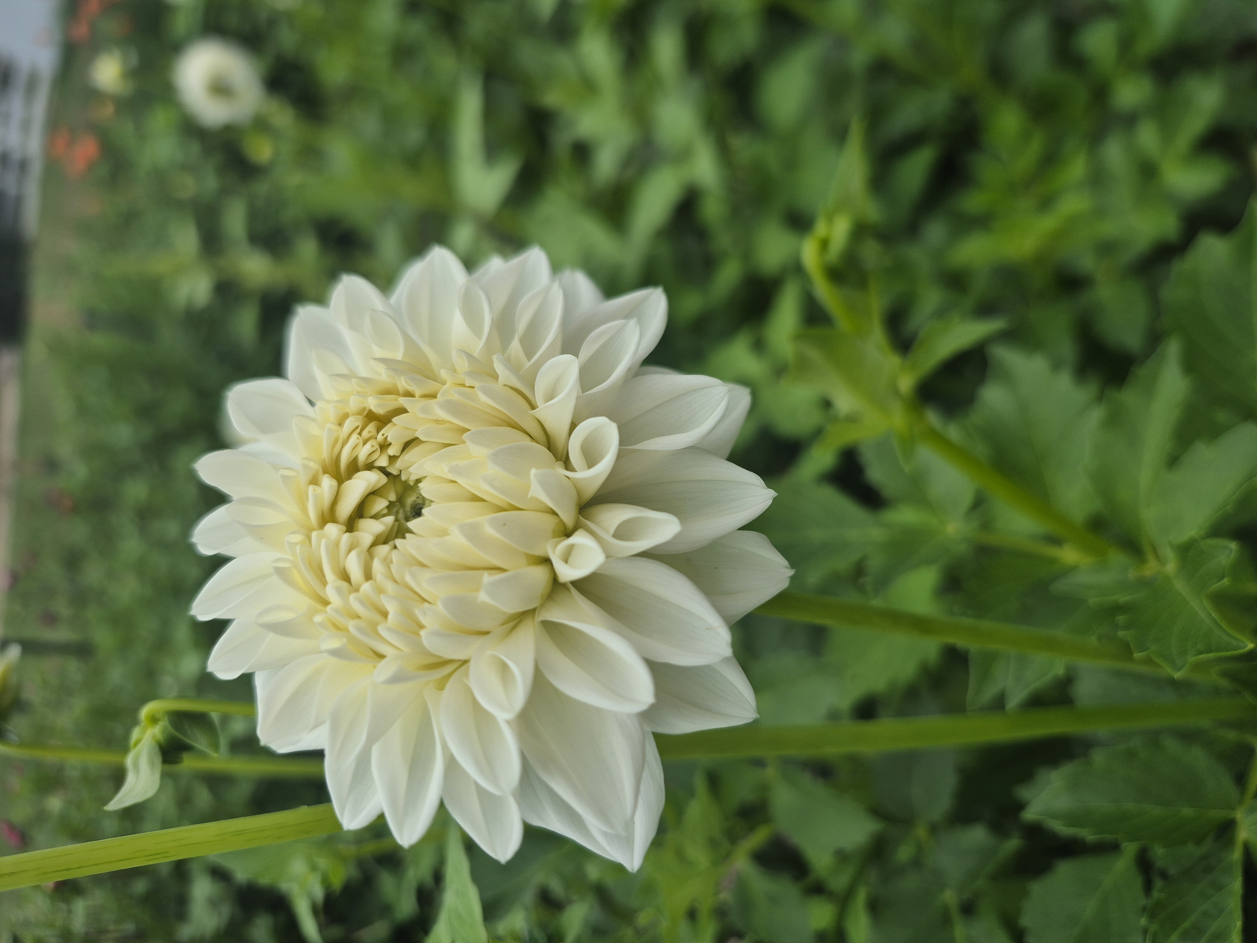 DAHLIA Blizzard