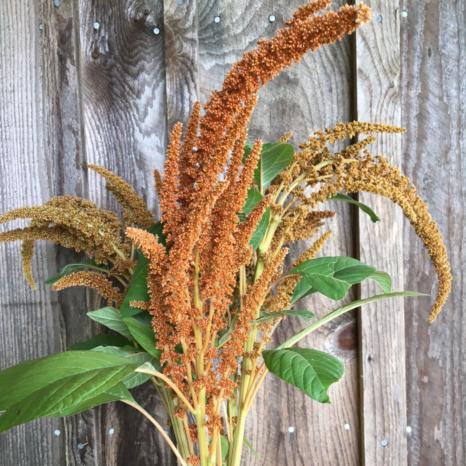 AMARANTHUS cruentus Hot Biscuits