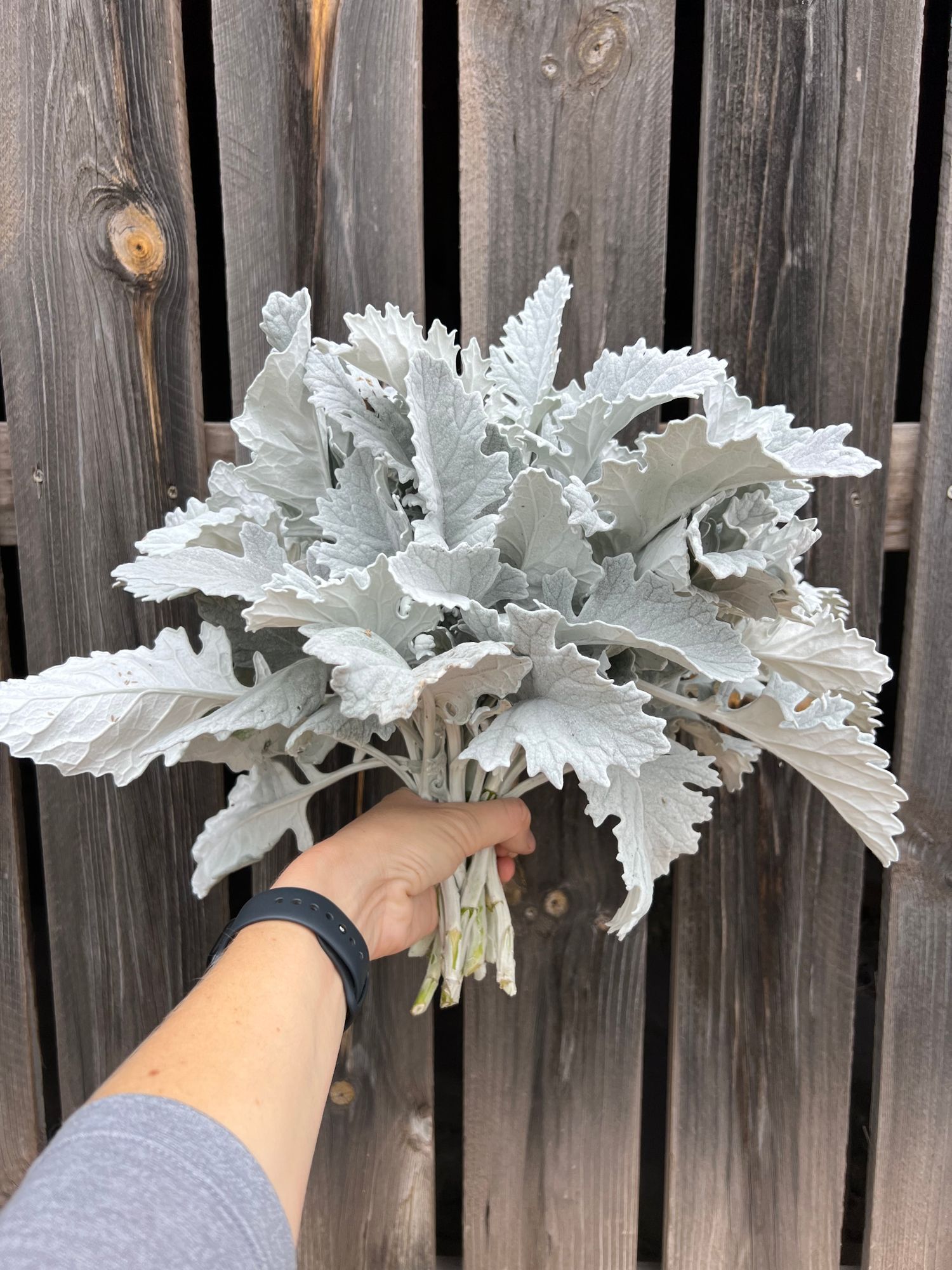SENECIO cineraria New Look
