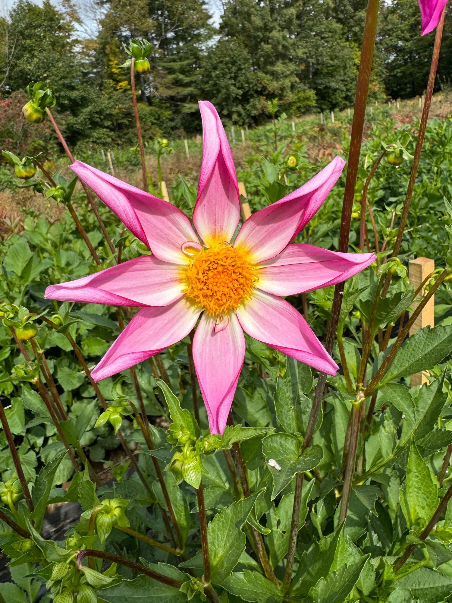 DAHLIA