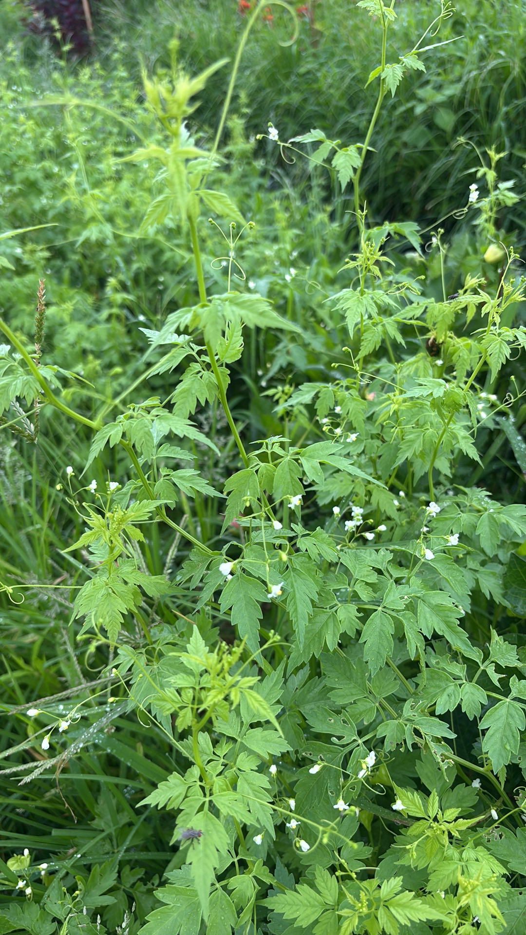 CARDIOSPERMUM halicacabum