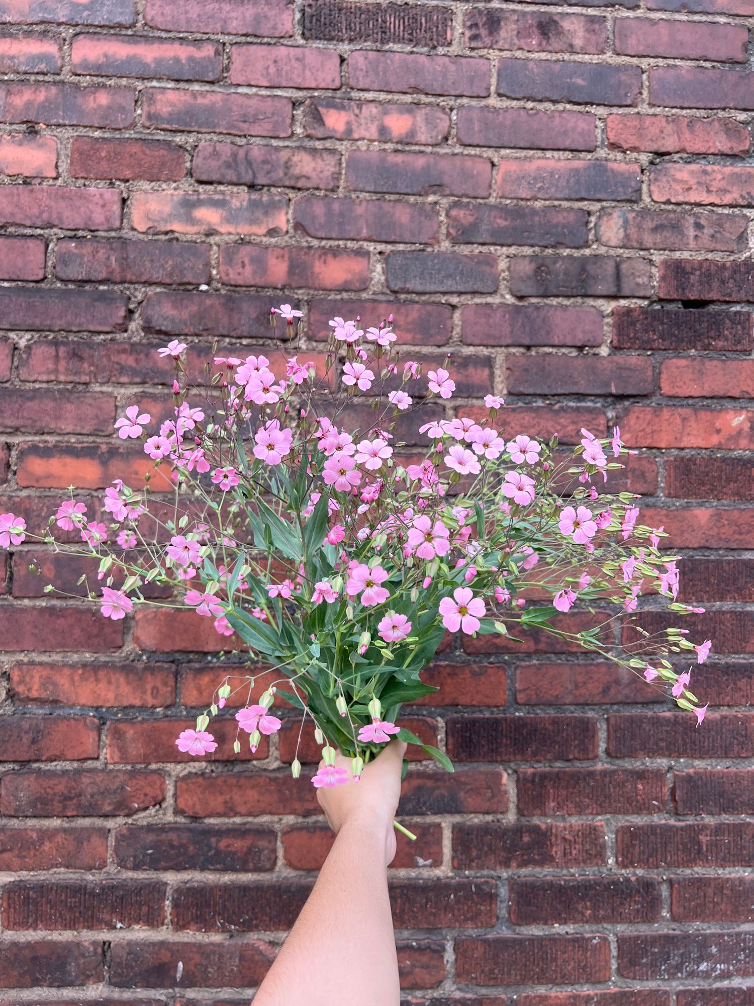 VACCARIA hispanica Beauty Pink