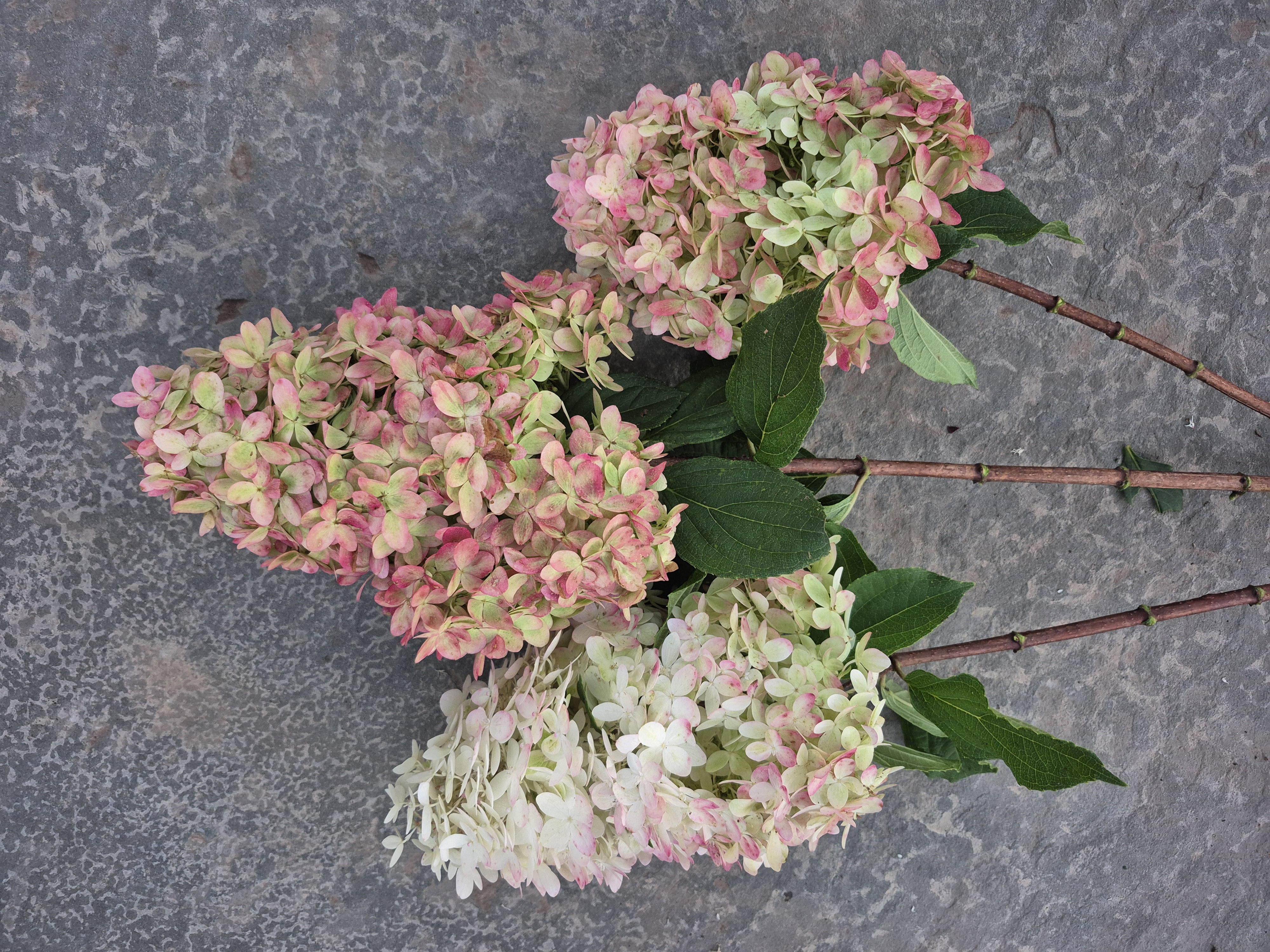HYDRANGEA paniculata Limelight Prime