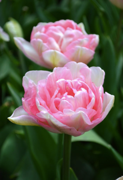 TULIPA Angelique