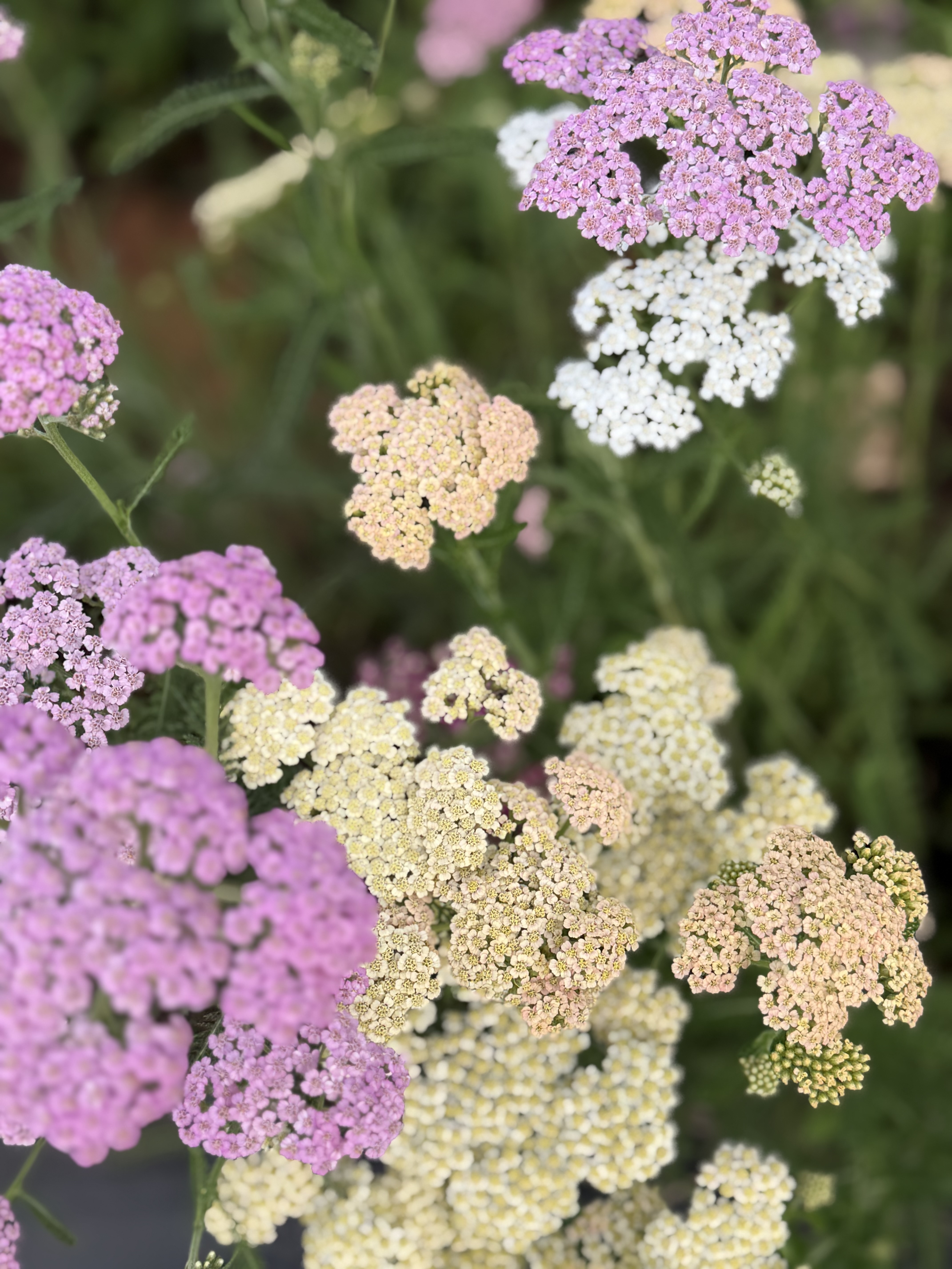 ACHILLEA millefolium Summer Berries