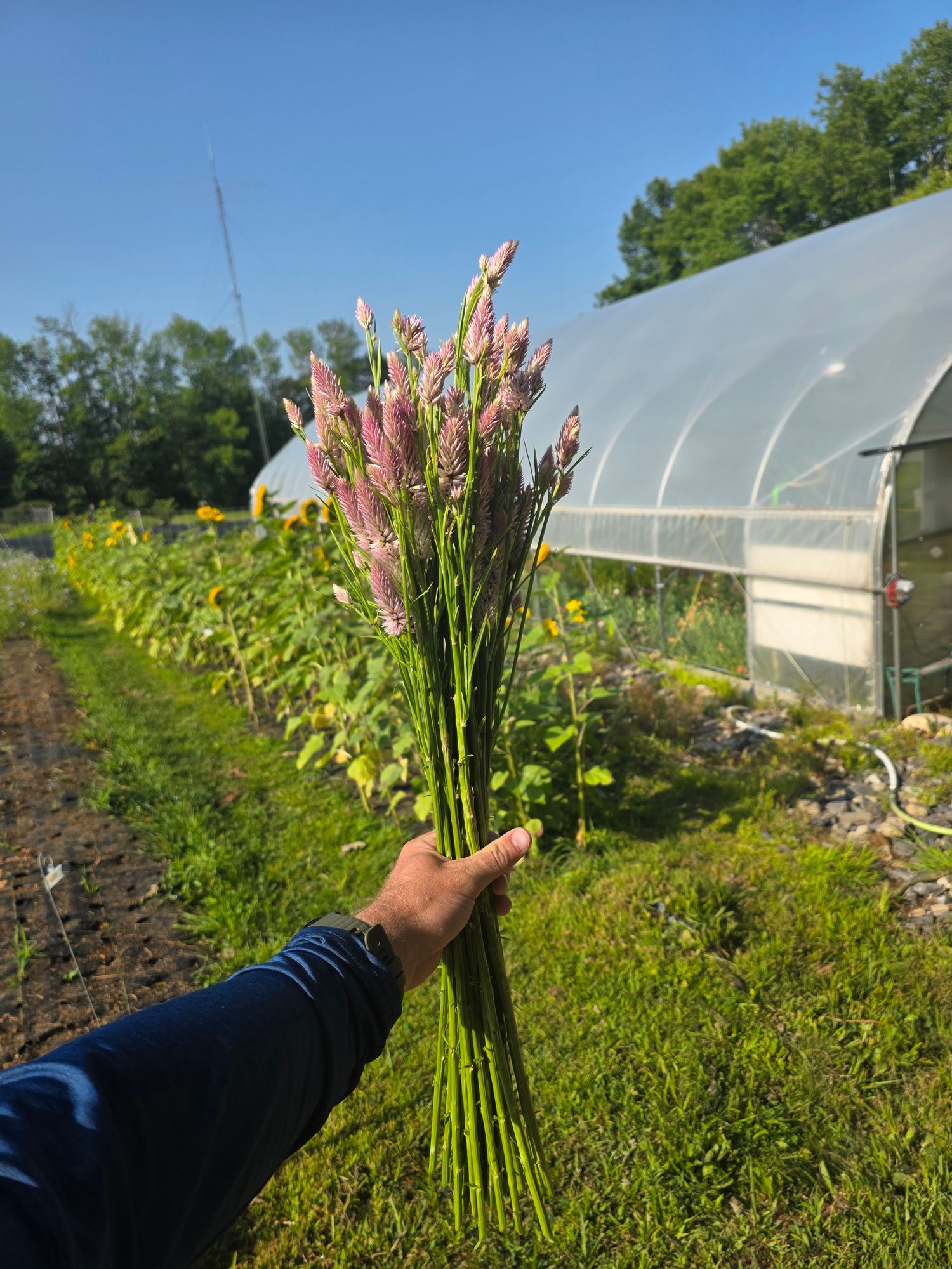 CELOSIA argentea spicata Flamingo Feather