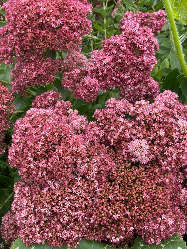 HYLOTELEPHIUM spectabile Autumn Joy