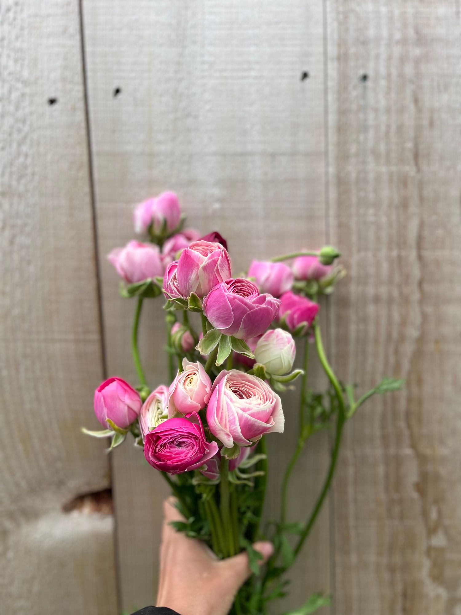 RANUNCULUS Amandine Porcelain
