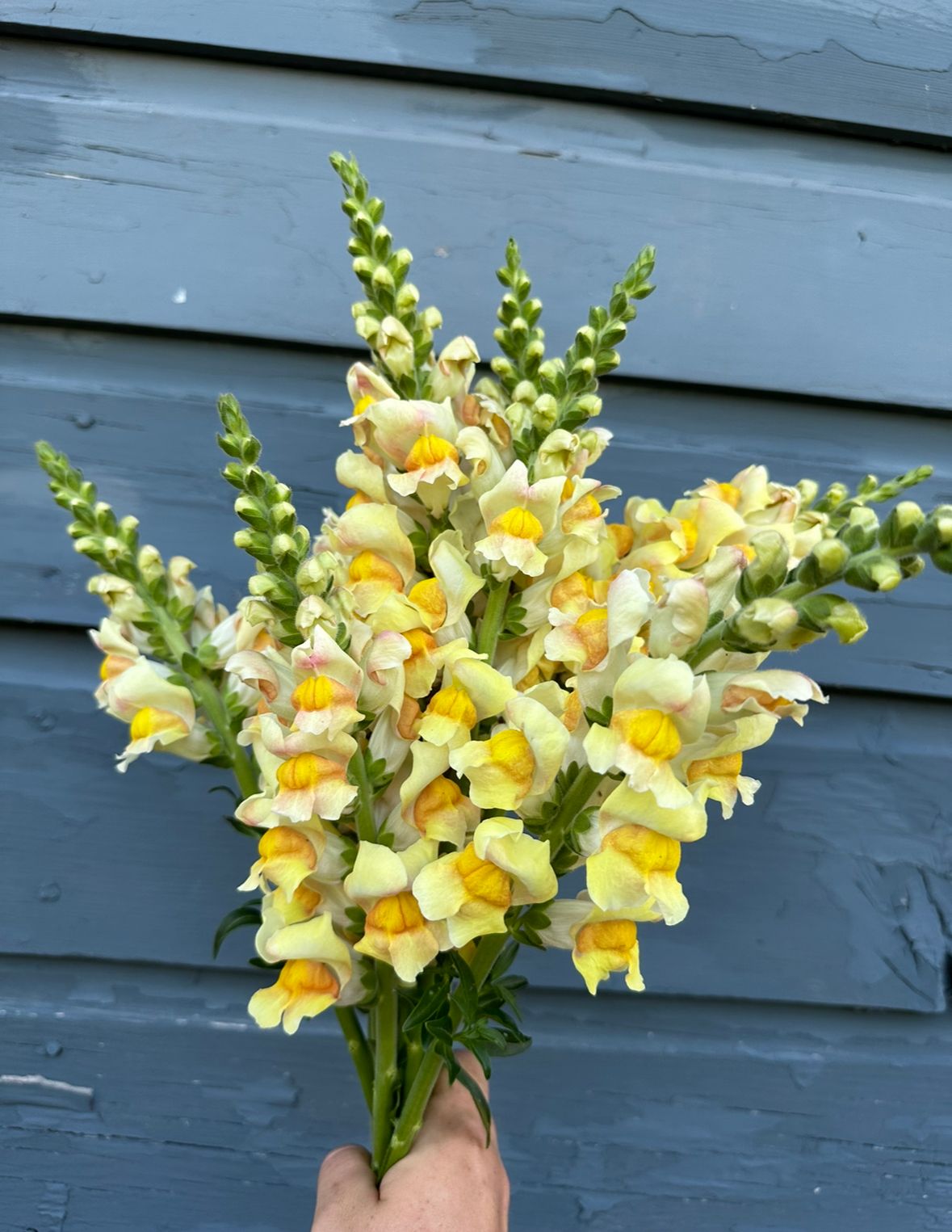 ANTIRRHINUM majus Costa Apricot