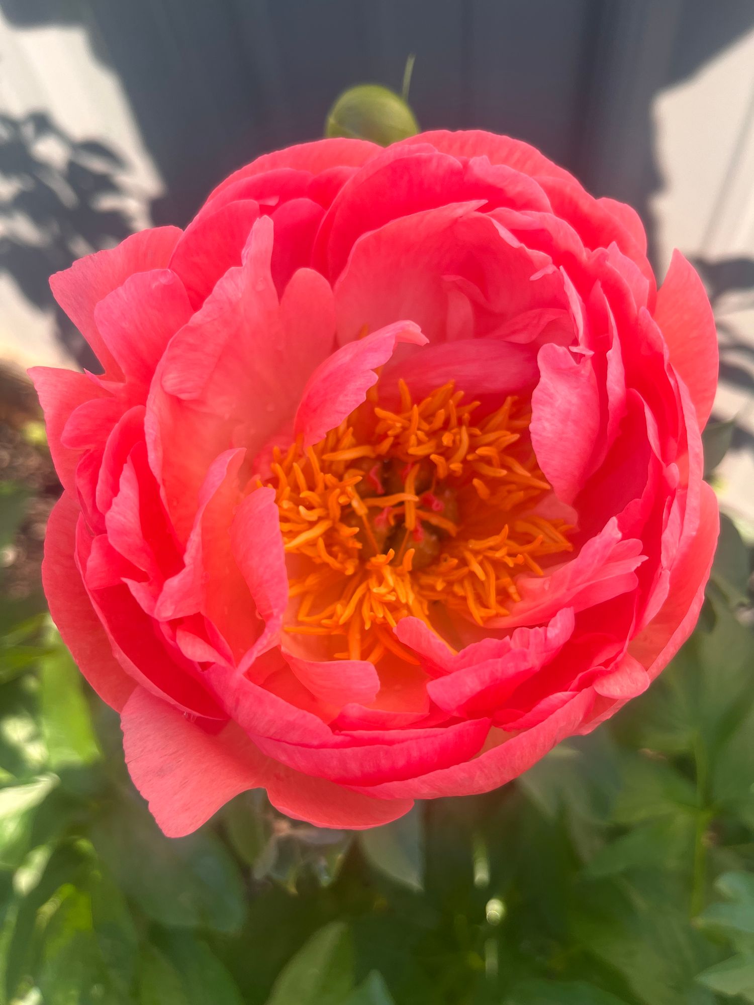PAEONIA