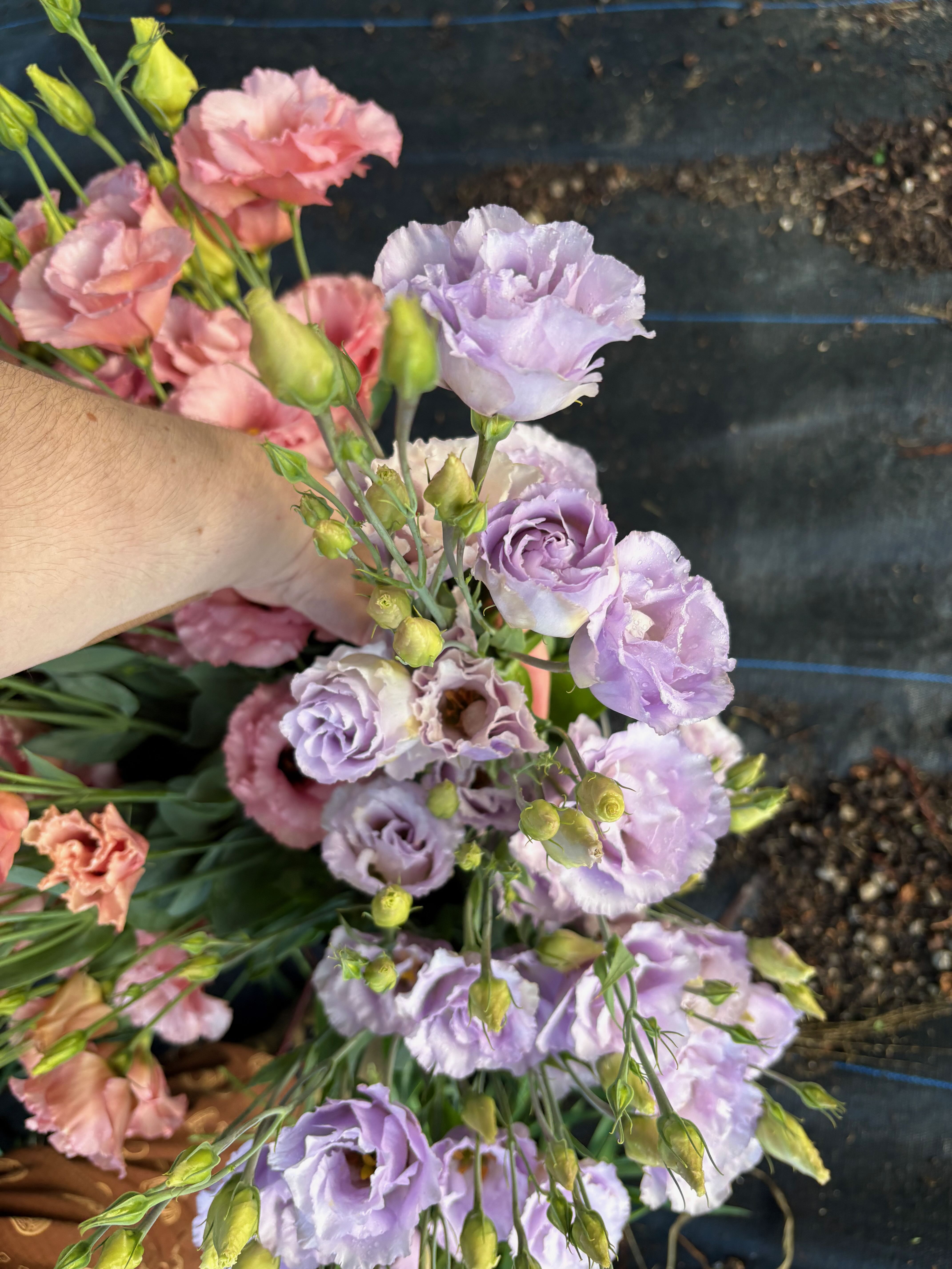 EUSTOMA grandiflorum