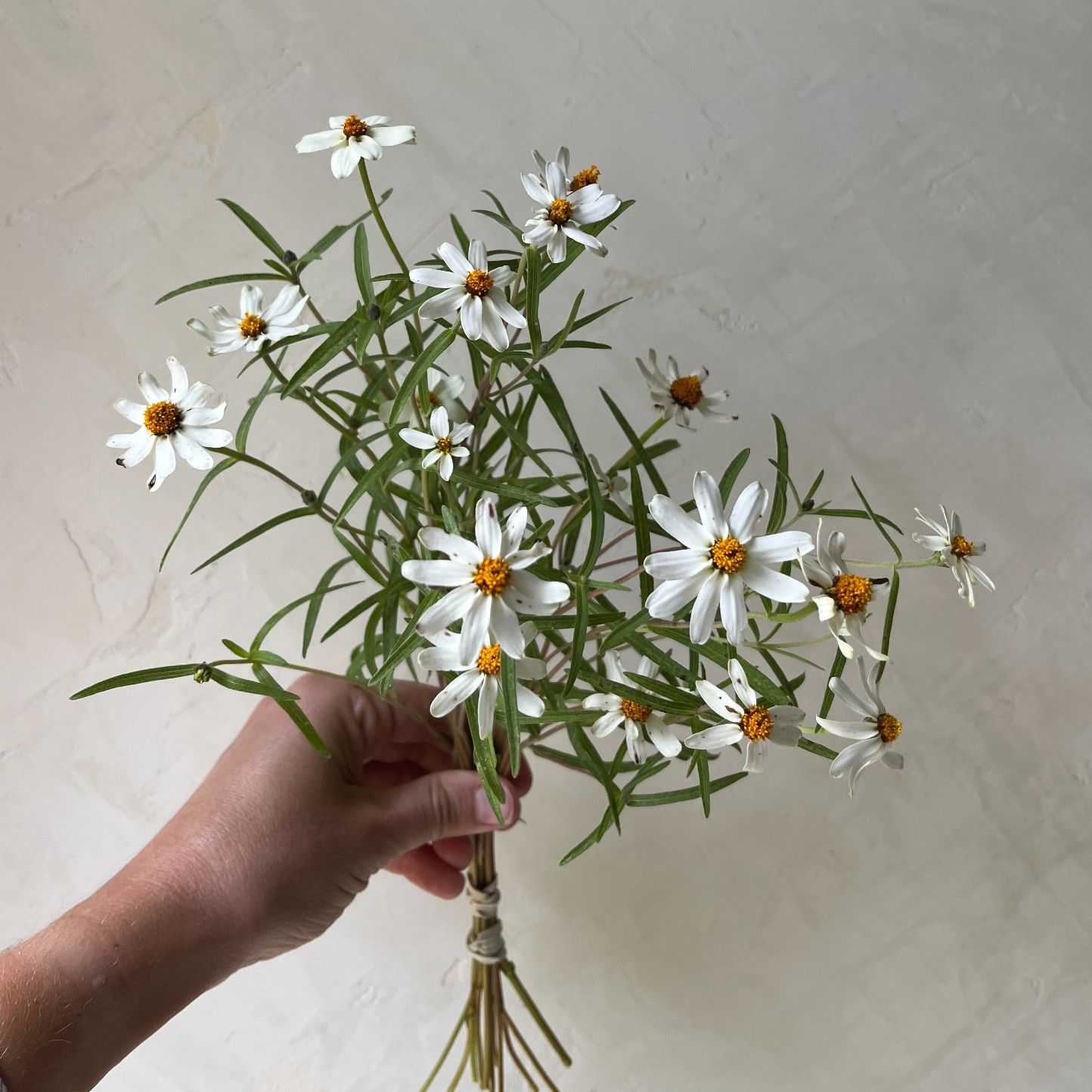 ZINNIA angustifolia White Star