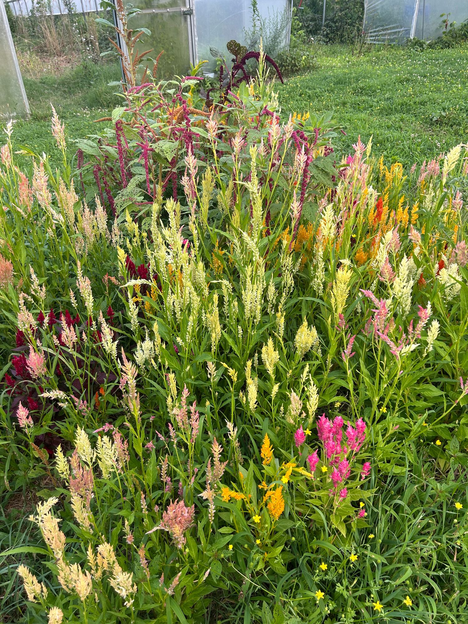 CELOSIA argentea