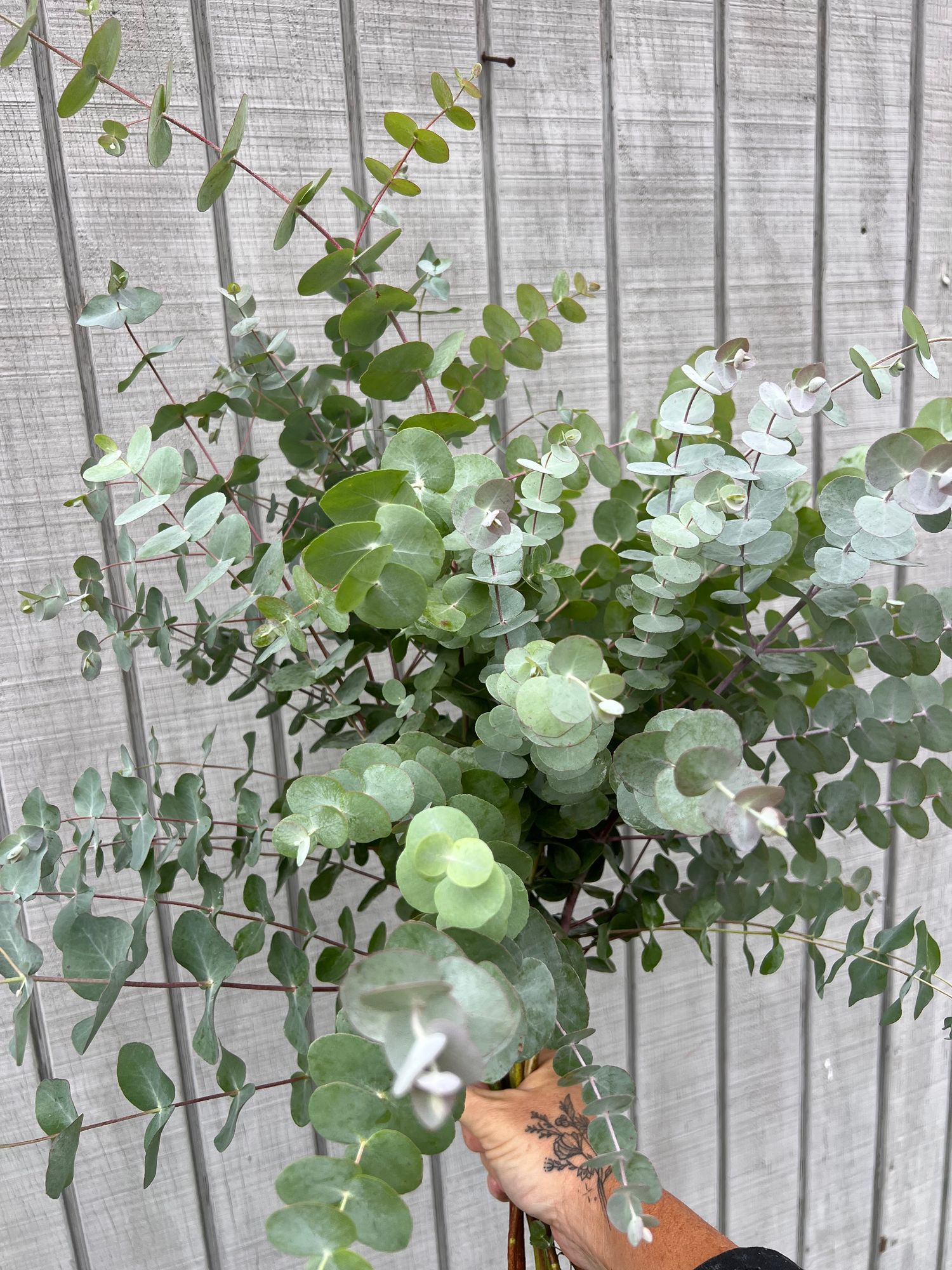 EUCALYPTUS gunnii Silver Drop