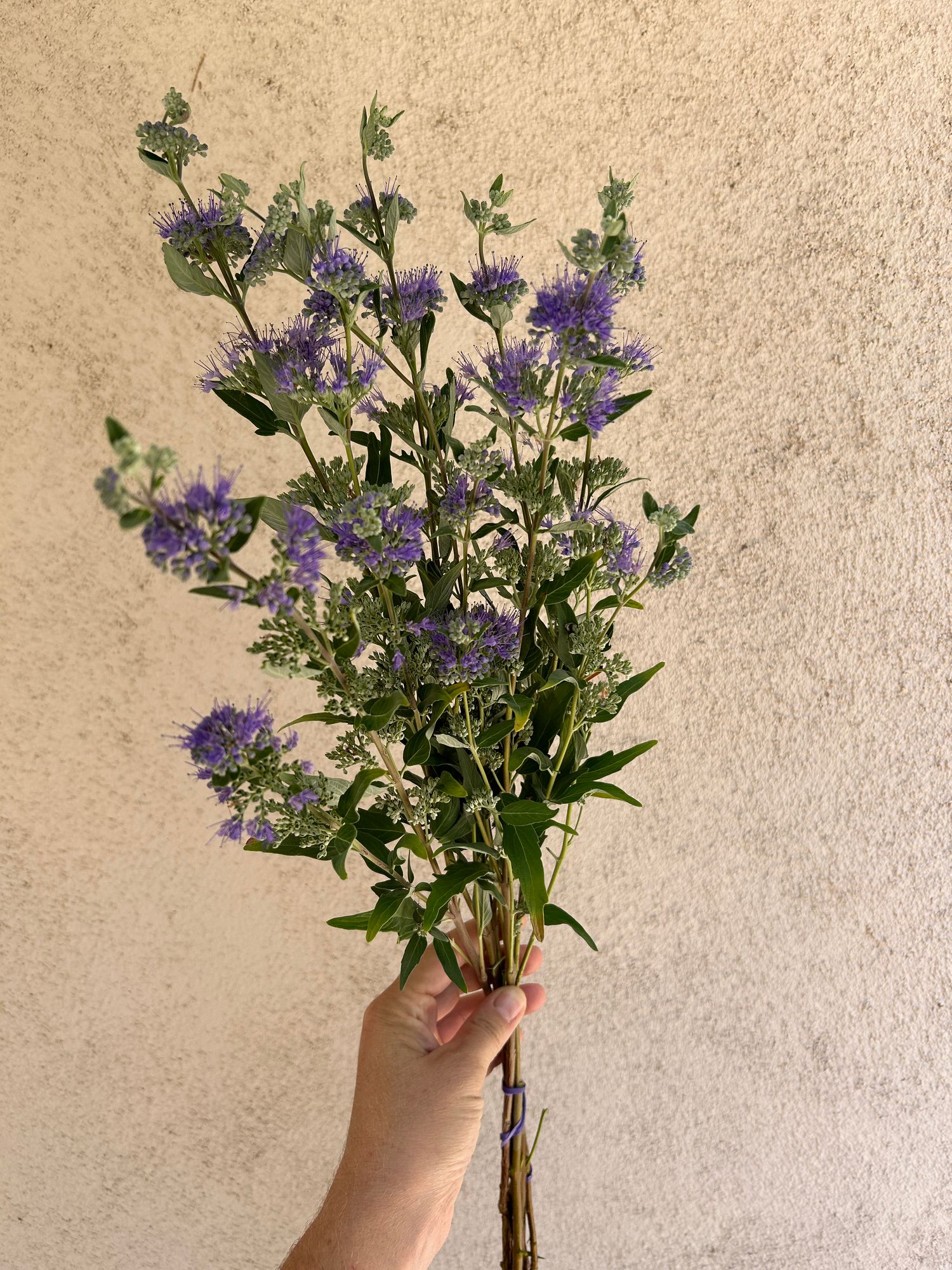 CARYOPTERIS x clandonensis Dark Knight