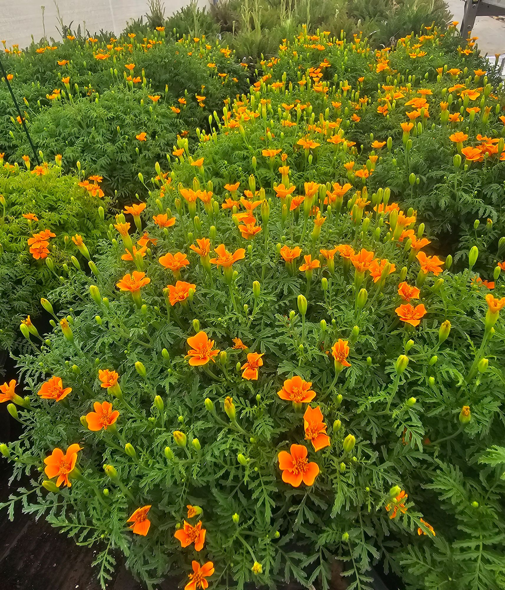Marigold 'Tangerine Gem'