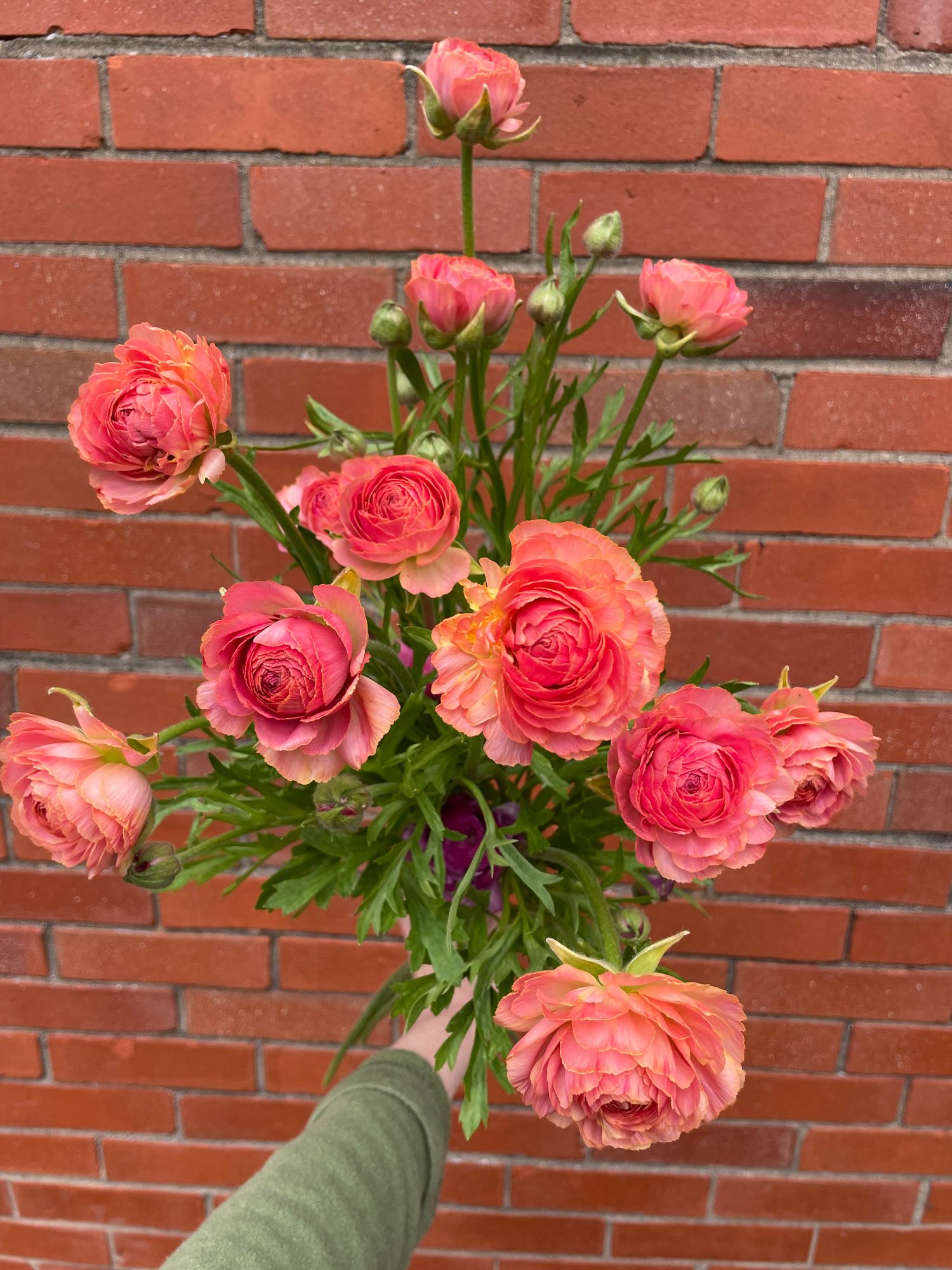 RANUNCULUS Half Clone Tango