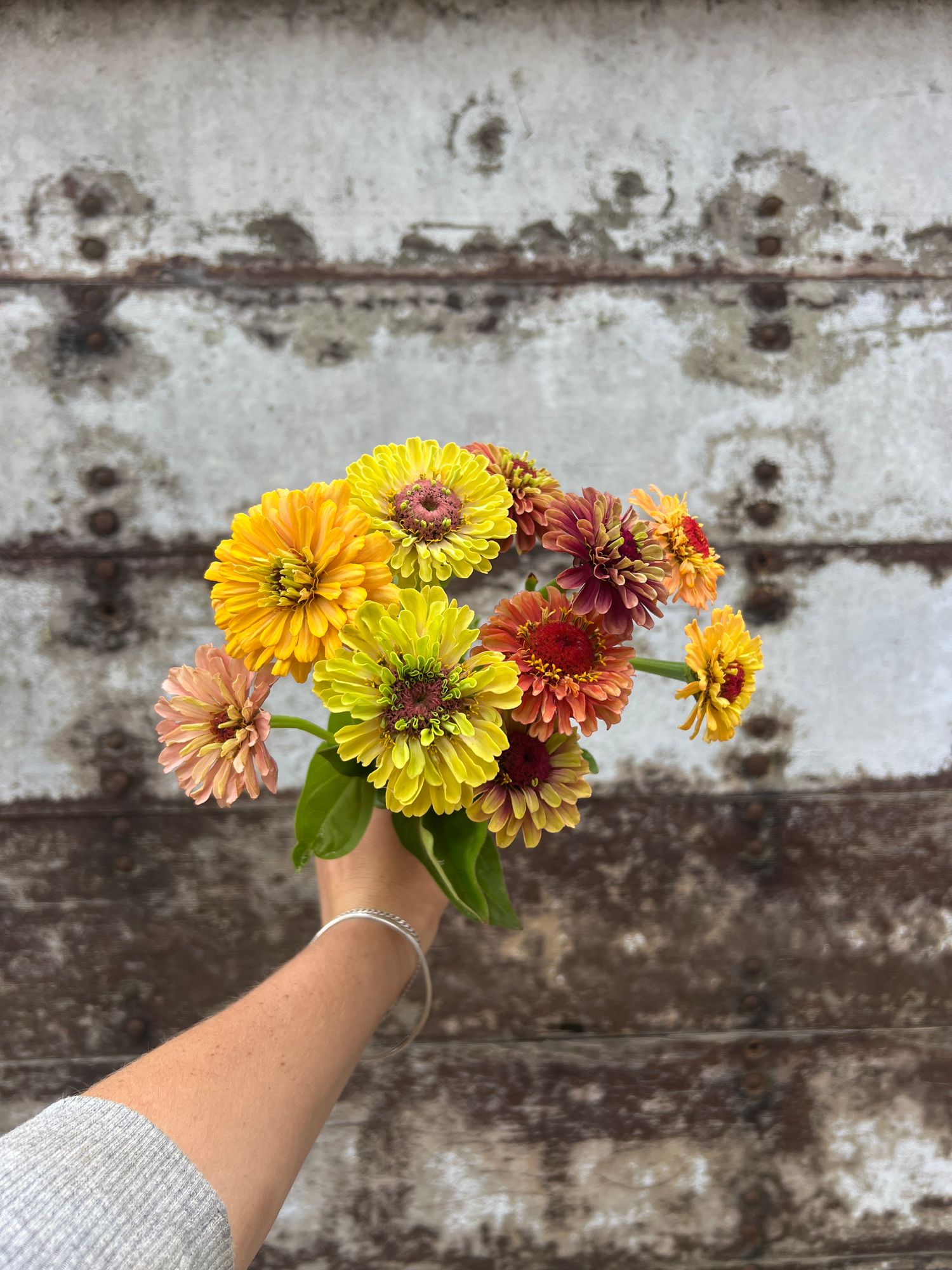 ZINNIA